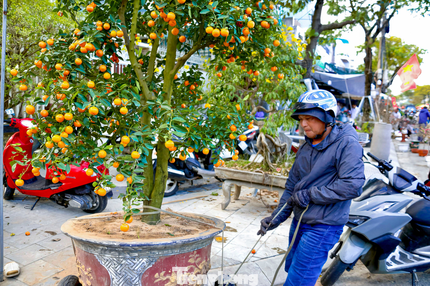 Nghề chở cây thuê ngày Tết- Ảnh 5.