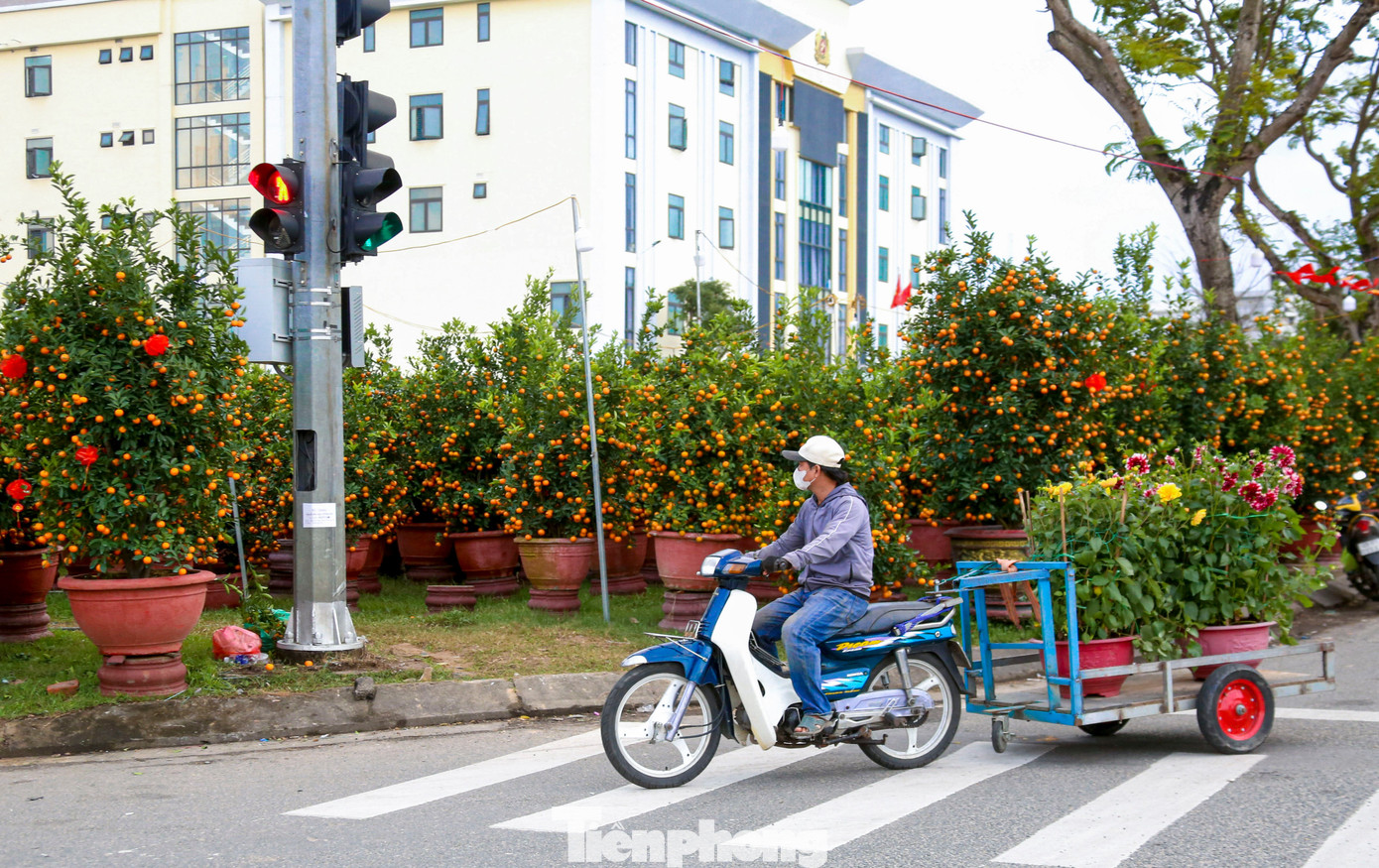 Nghề chở cây thuê ngày Tết- Ảnh 13.