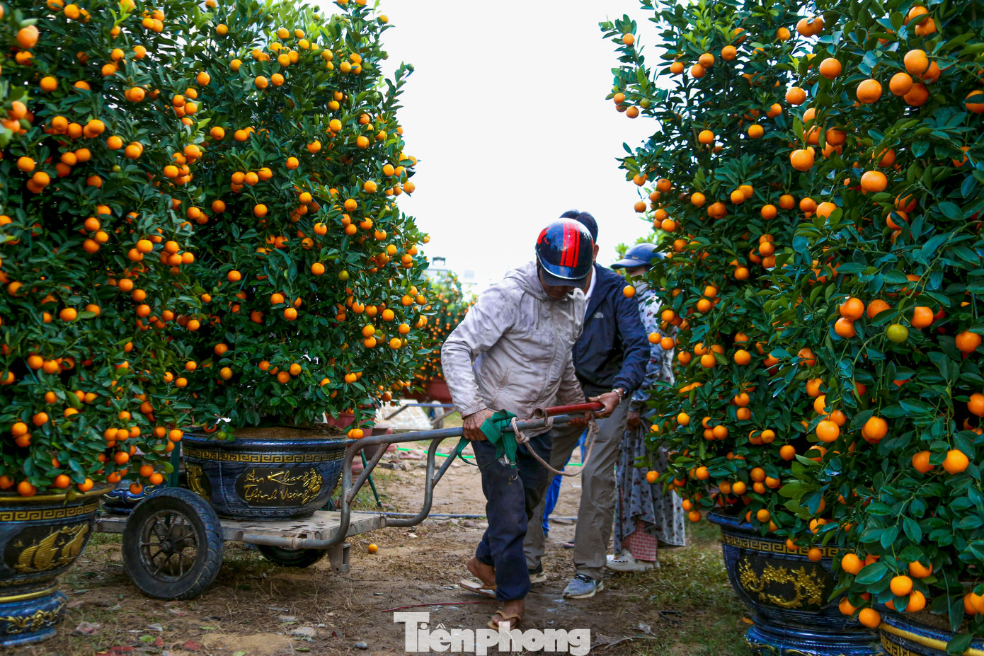 Nghề chở cây thuê ngày Tết- Ảnh 2.