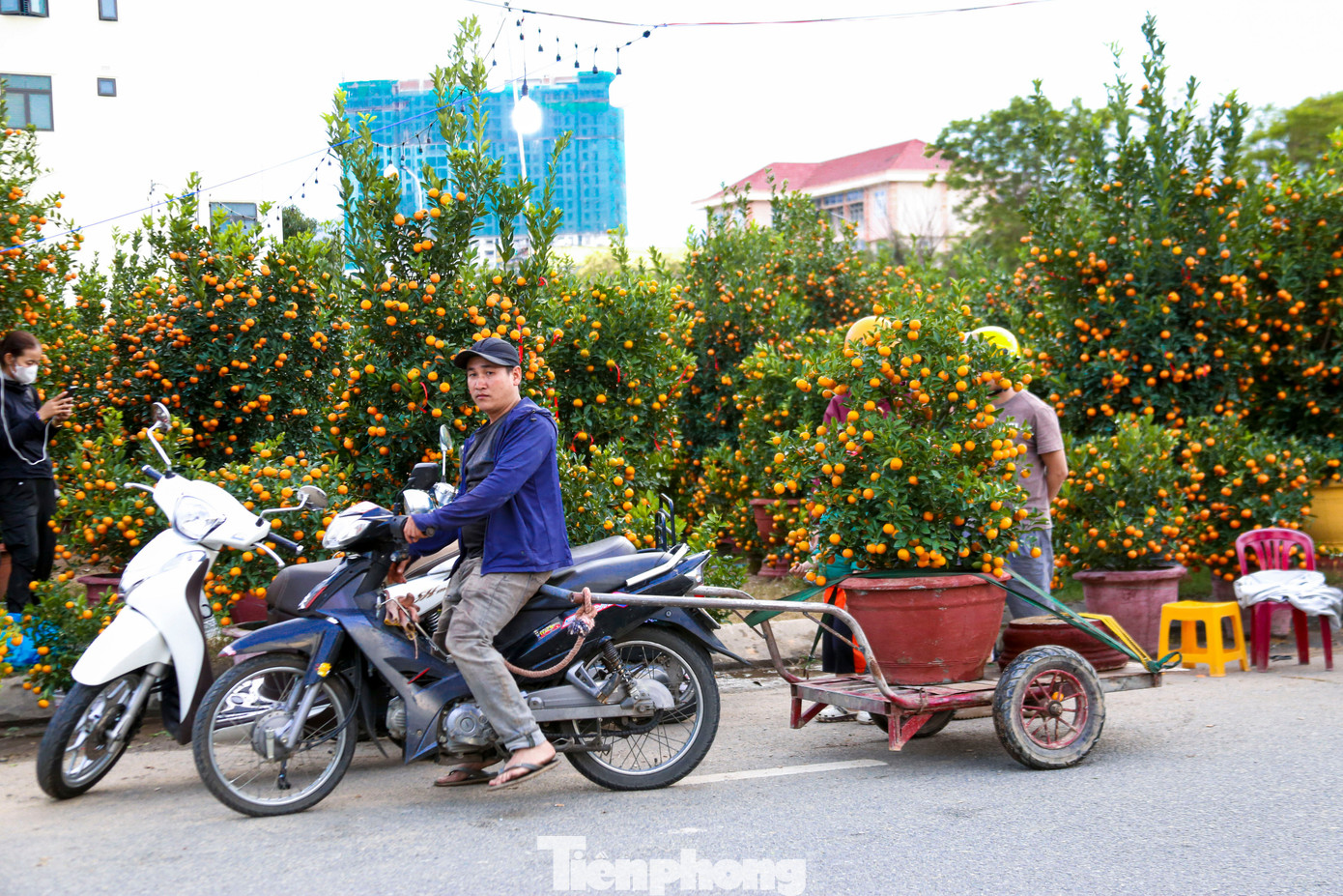 Nghề chở cây thuê ngày Tết- Ảnh 9.