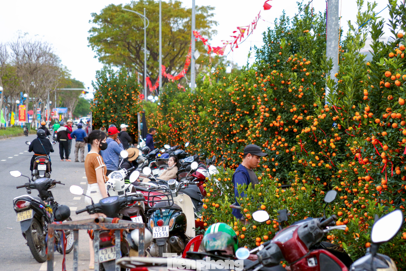 Nghề chở cây thuê ngày Tết- Ảnh 1.