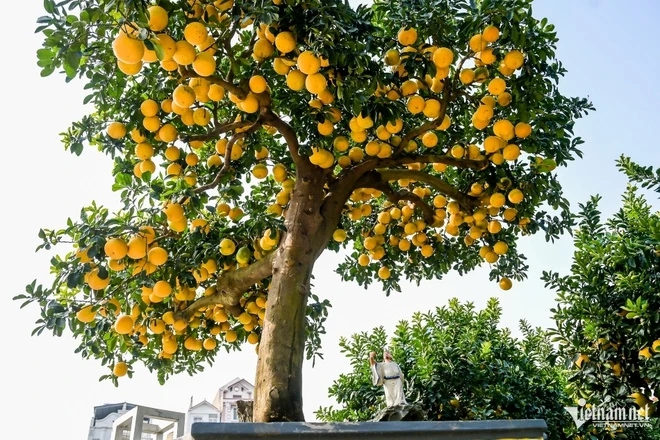 5 loại cây nhất định phải có trong nhà dịp Tết Bính Ngọ- Ảnh 2.