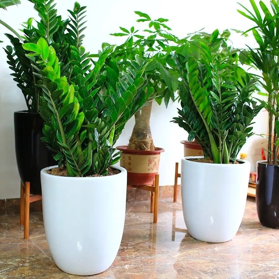 Tết Ngựa 2026: 3 cây nên đặt trong nhà để vạn sự hanh thông, tài lộc không cầu mà tự đắc- Ảnh 1.