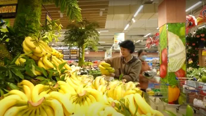 Chuối Tiến Vua khan hiếm do thời tiết, sản lượng giảm mạnh- Ảnh 1.