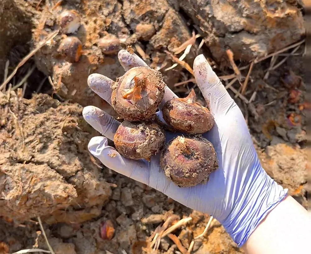 Thứ này ăn sống thì giải độc, nấu chín thì bổ phổi: Ngoài chợ sẵn nhiều giá chỉ vài nghìn mua đủ 1 bữa- Ảnh 1.