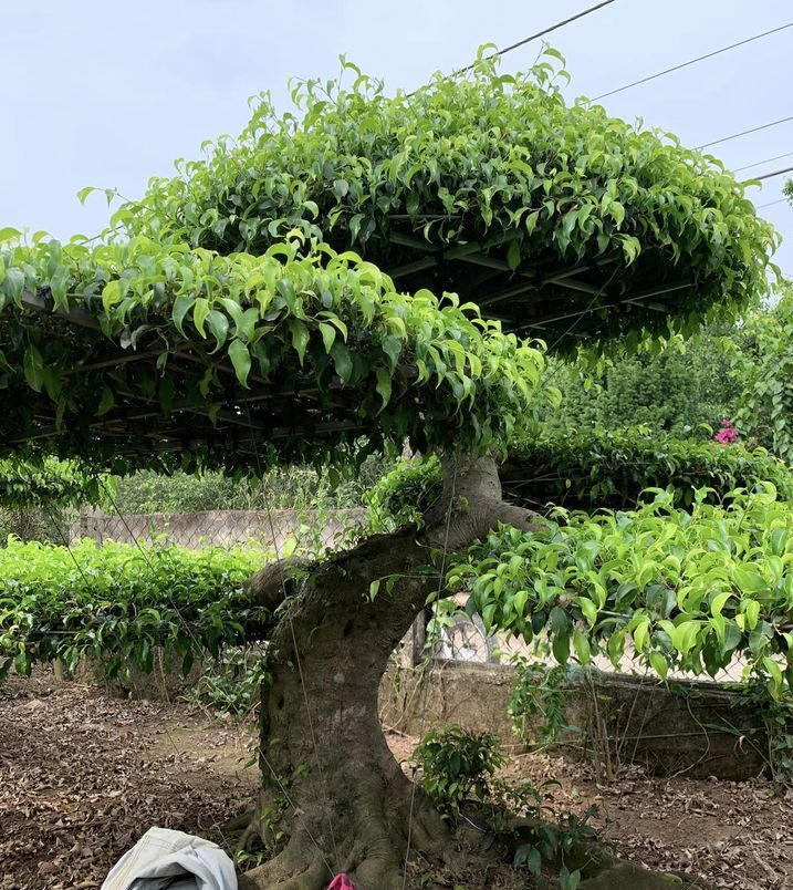 3 loại cây là "báu vật": Trấn trạch, giữ nhà qua nhiều thế hệ khi có trong vườn nhà - Ảnh 1.