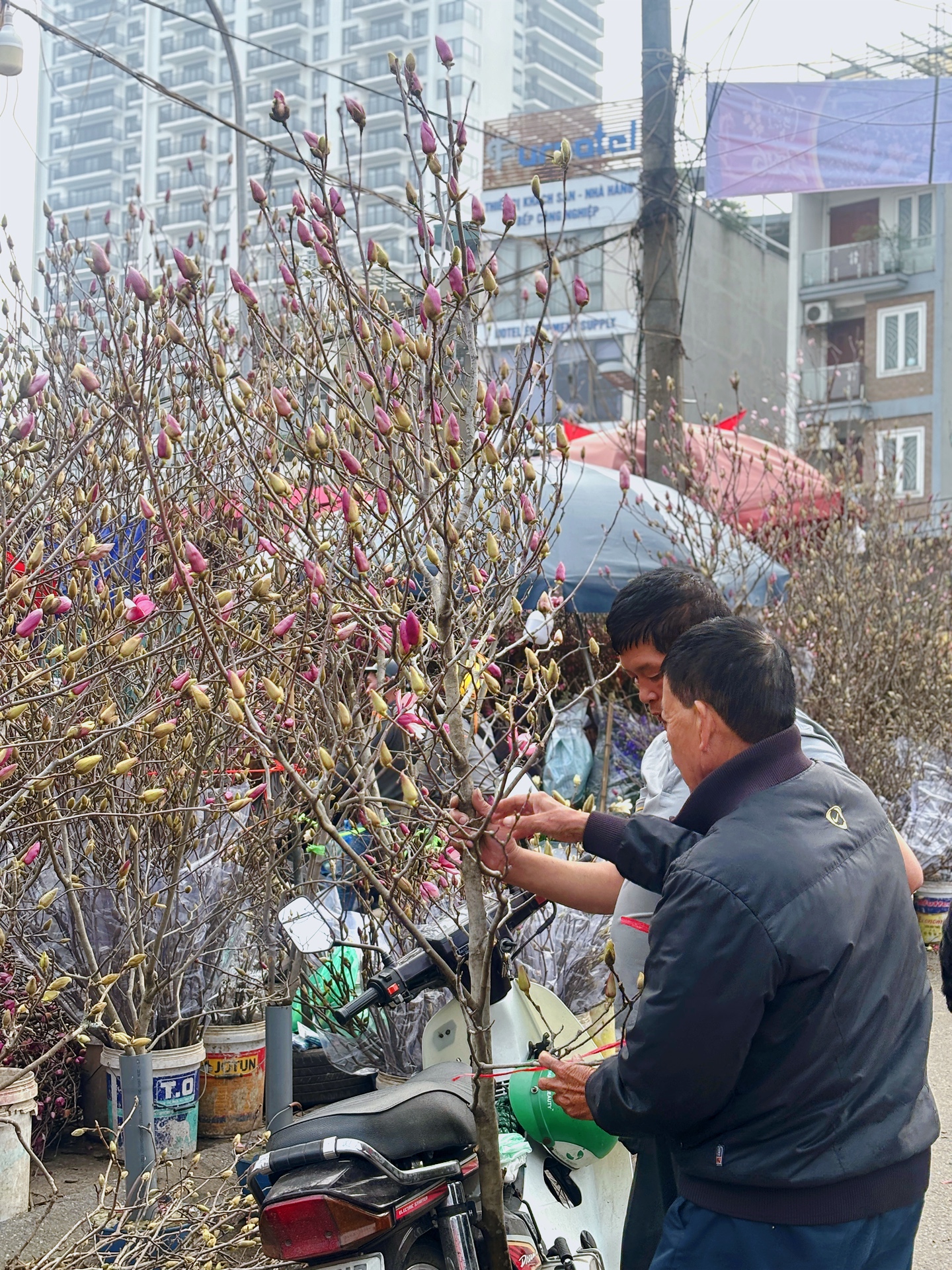 Chợ hoa Quảng Bá năm nay: Một loại hoa mới chiếm sóng, giá lên đến tiền triệu nhưng khách chốt mua chỉ trong nốt nhạc - Ảnh 4.