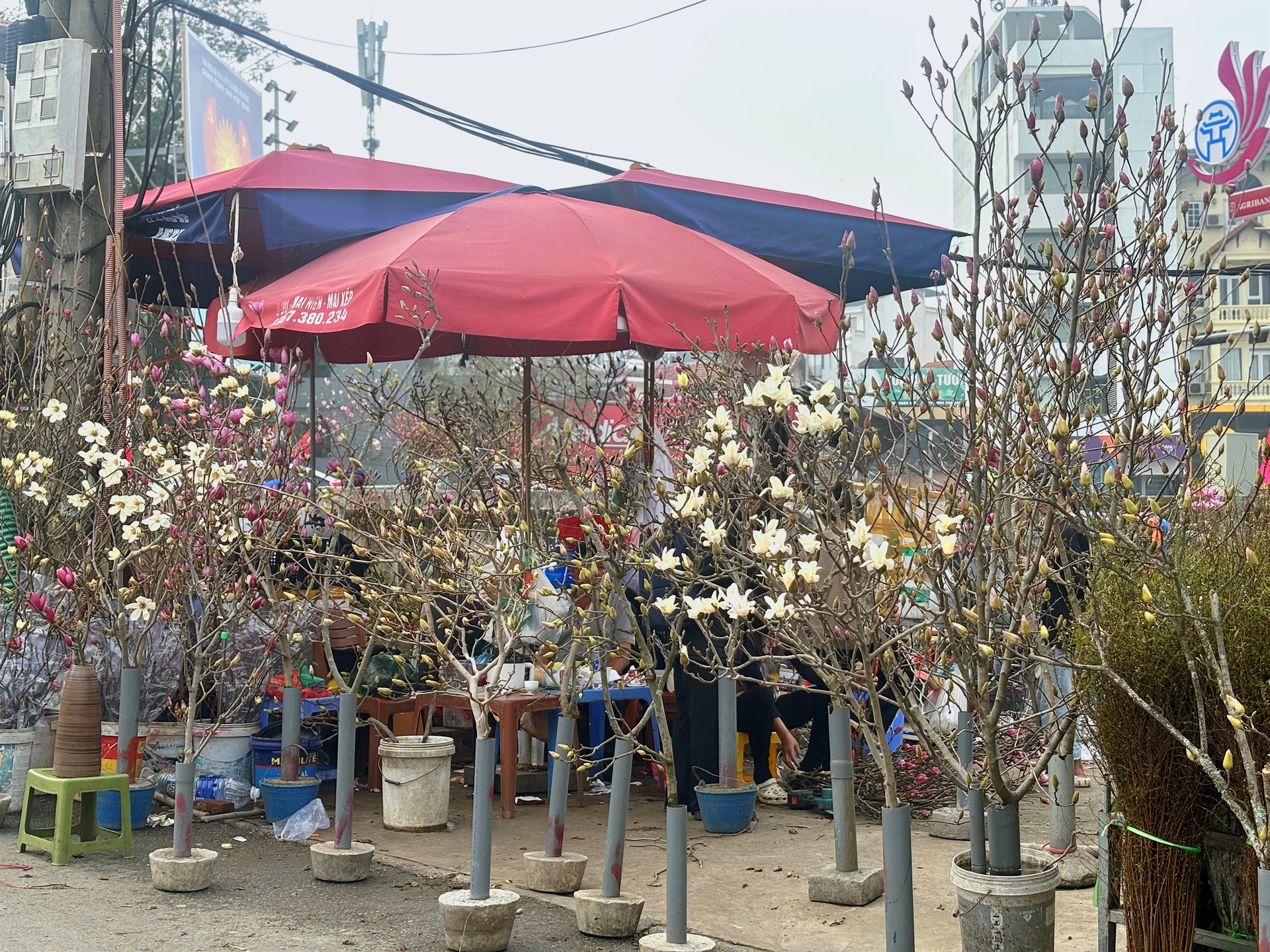 Chợ hoa Quảng Bá năm nay: Một loại hoa mới chiếm sóng, giá lên đến tiền triệu nhưng khách chốt mua chỉ trong nốt nhạc - Ảnh 3.