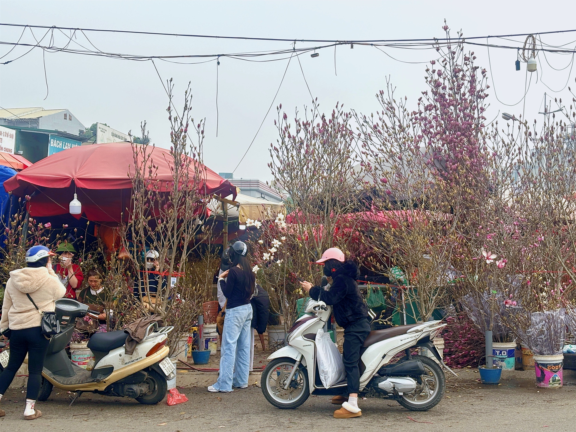 Chợ hoa Quảng Bá năm nay: Một loại hoa mới chiếm sóng, giá lên đến tiền triệu nhưng khách chốt mua chỉ trong nốt nhạc - Ảnh 2.