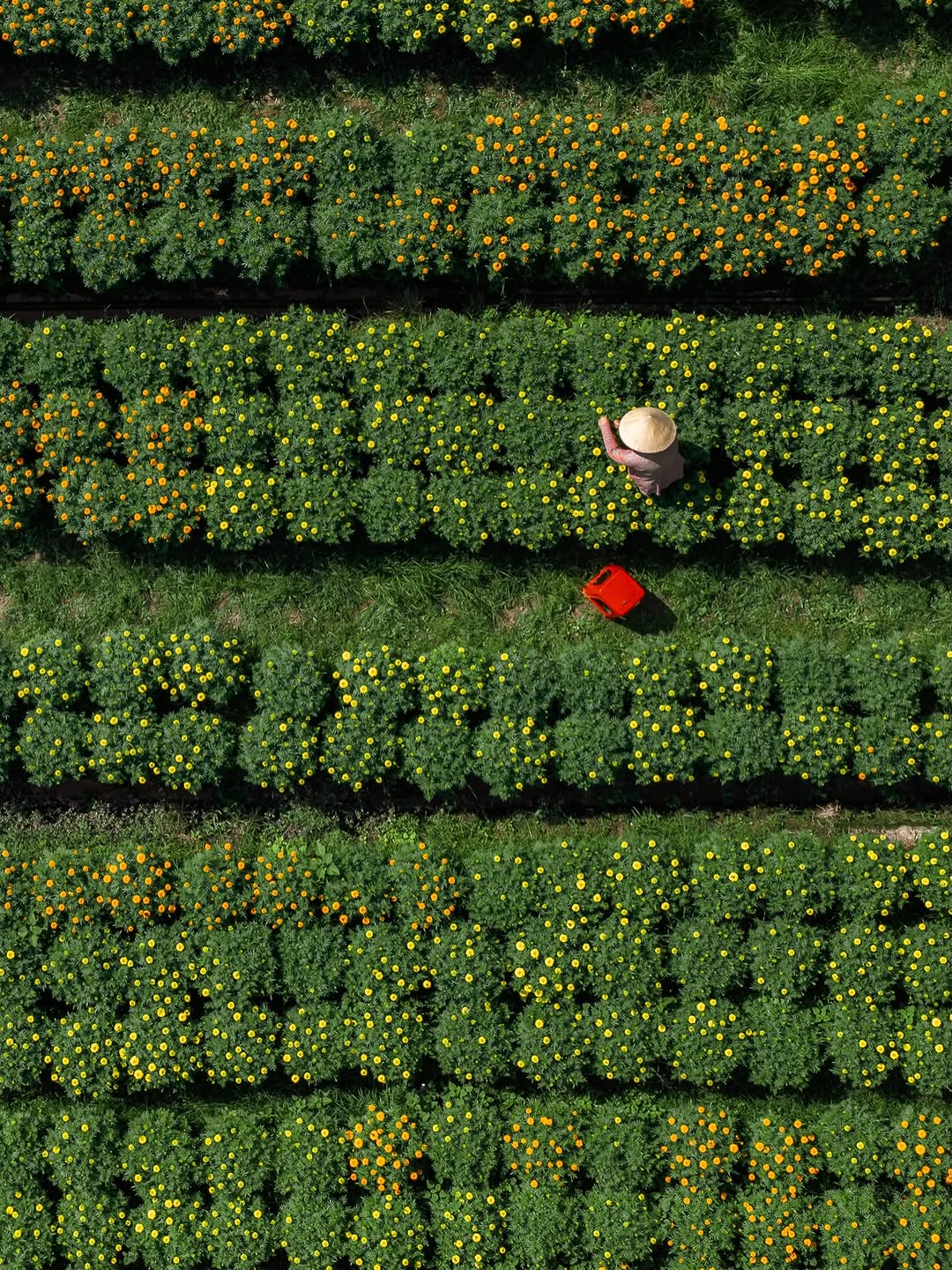 Choáng ngợp trước "nhà máy" hoa Tết rộng bằng 1.400 sân bóng đá tại miền Tây - Ảnh 10.