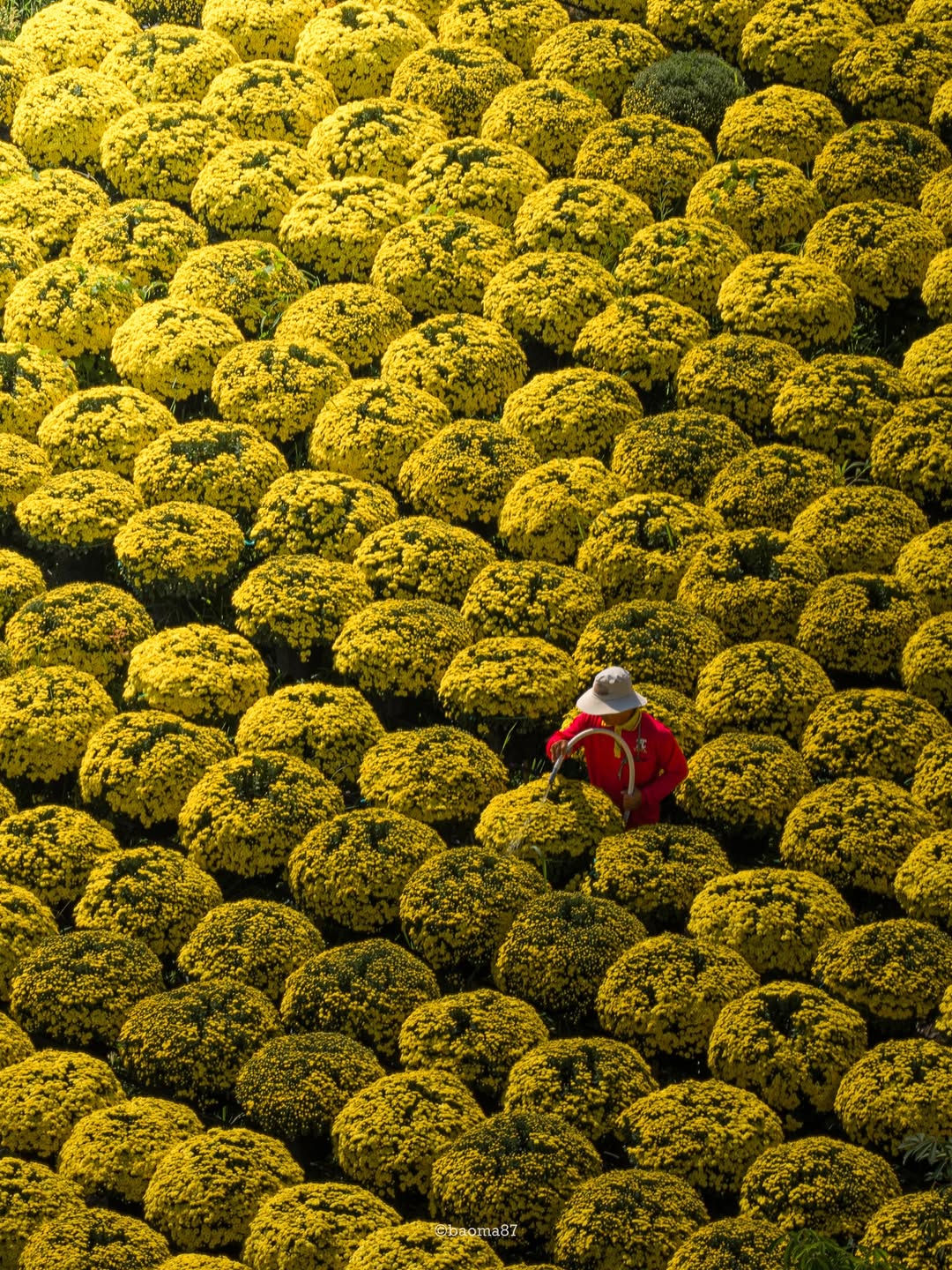 Choáng ngợp trước "nhà máy" hoa Tết rộng bằng 1.400 sân bóng đá tại miền Tây - Ảnh 3.