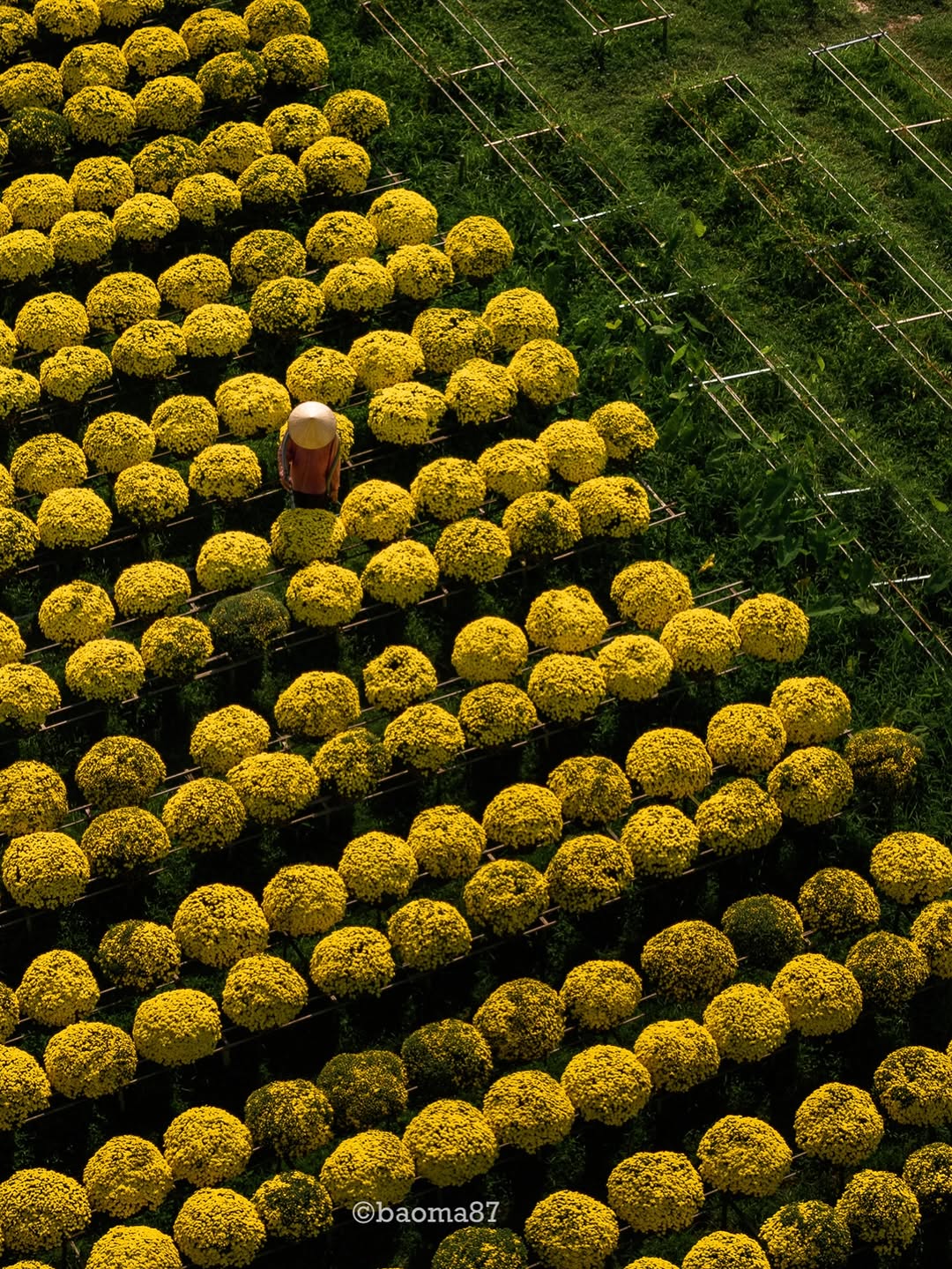 Choáng ngợp trước "nhà máy" hoa Tết rộng bằng 1.400 sân bóng đá tại miền Tây - Ảnh 1.