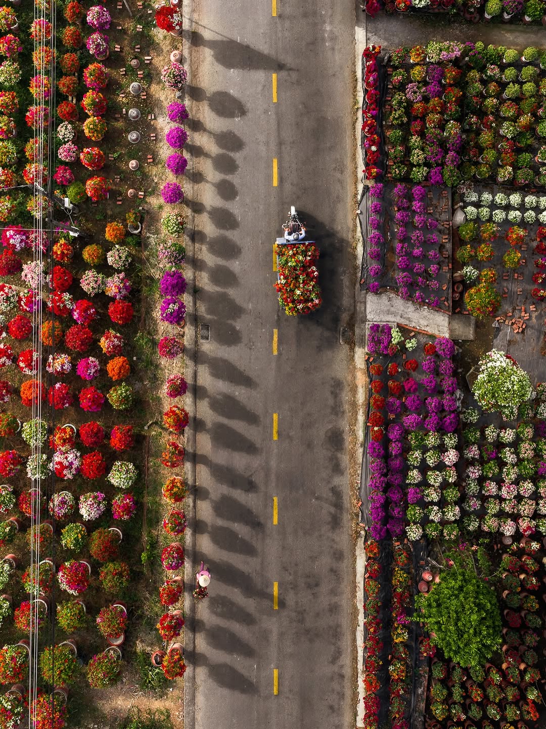 Choáng ngợp trước "nhà máy" hoa Tết rộng bằng 1.400 sân bóng đá tại miền Tây - Ảnh 8.