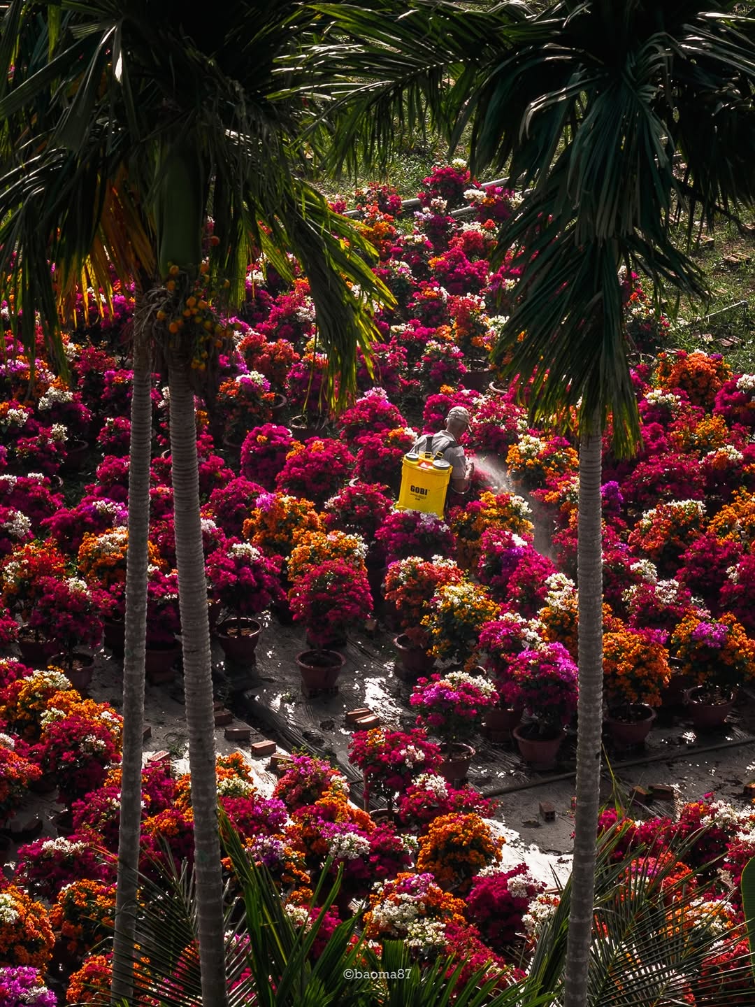 Choáng ngợp trước "nhà máy" hoa Tết rộng bằng 1.400 sân bóng đá tại miền Tây - Ảnh 4.