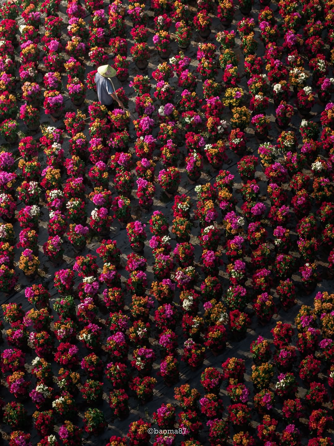 Choáng ngợp trước "nhà máy" hoa Tết rộng bằng 1.400 sân bóng đá tại miền Tây - Ảnh 5.