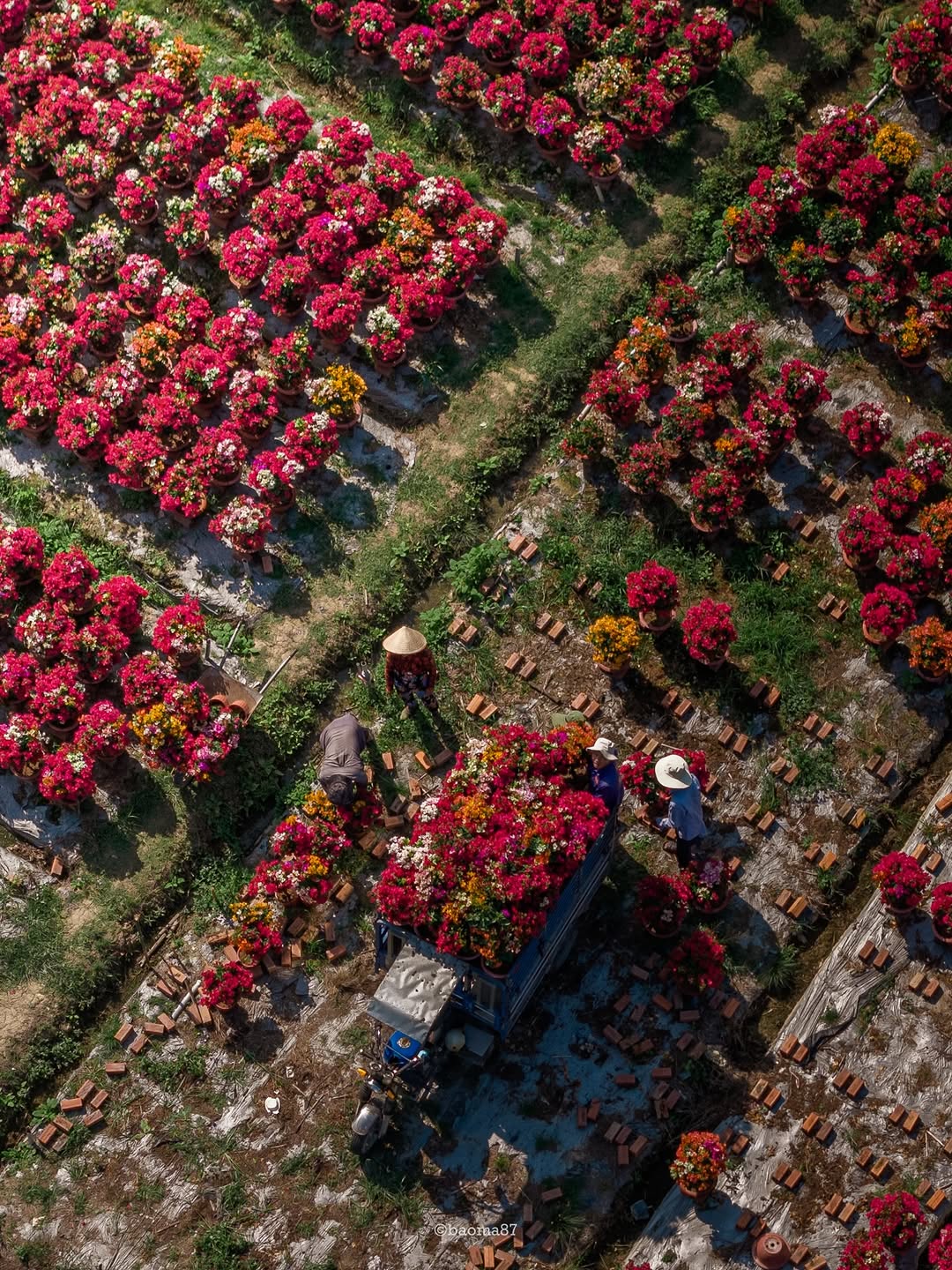 Choáng ngợp trước "nhà máy" hoa Tết rộng bằng 1.400 sân bóng đá tại miền Tây - Ảnh 6.