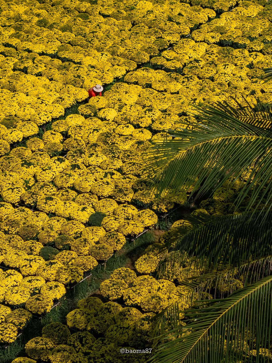Choáng ngợp trước "nhà máy" hoa Tết rộng bằng 1.400 sân bóng đá tại miền Tây - Ảnh 2.