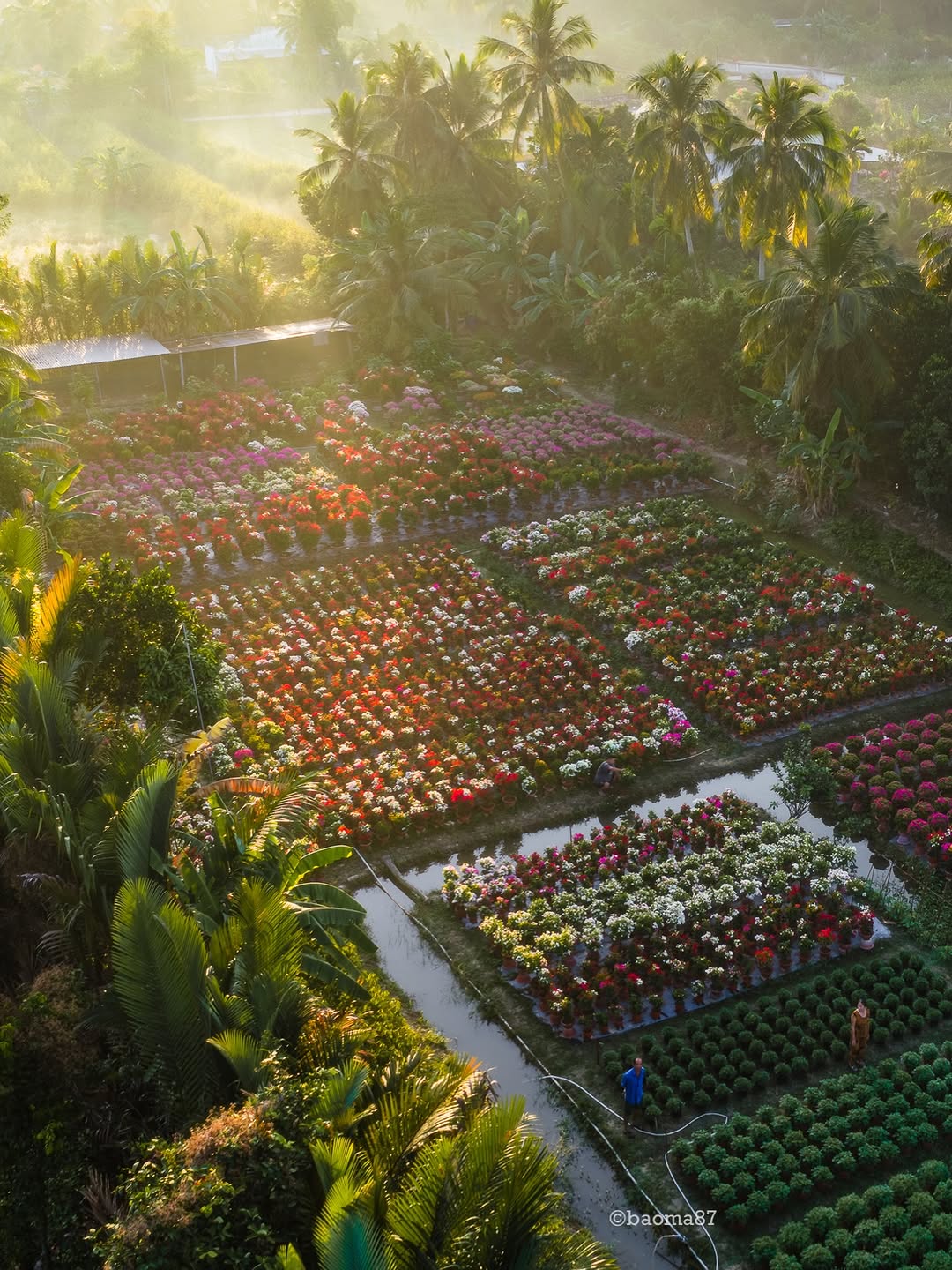 Choáng ngợp trước "nhà máy" hoa Tết rộng bằng 1.400 sân bóng đá tại miền Tây - Ảnh 11.