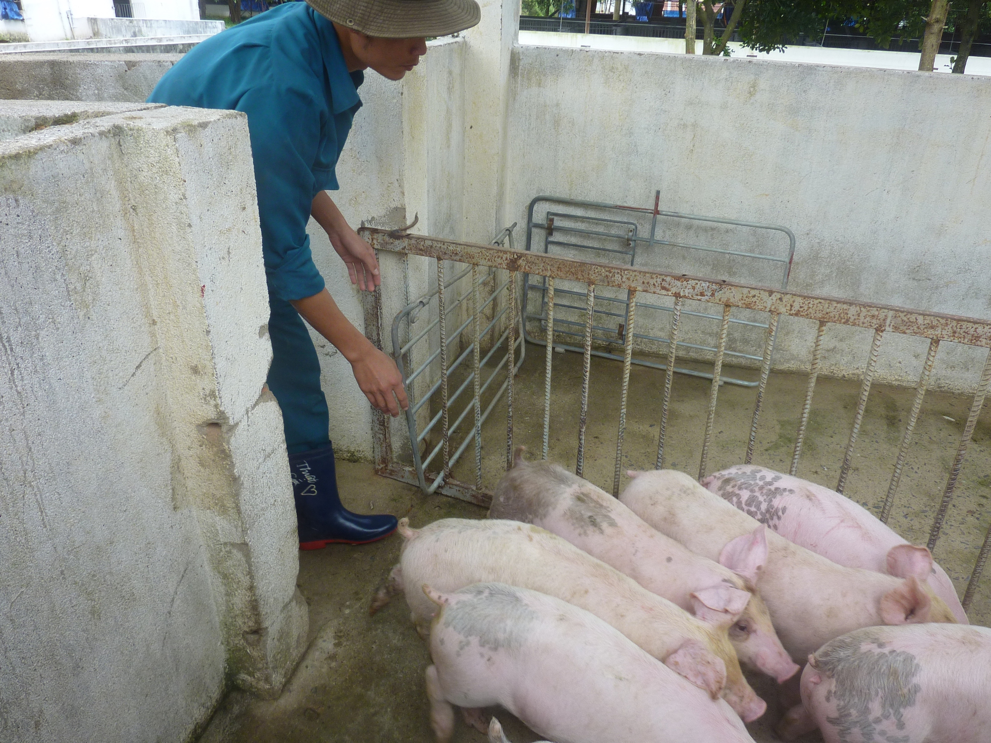 Giá heo hơi hôm nay 24 tháng Chạp 2026: Cận Tết giảm mạnh - Ảnh 1.