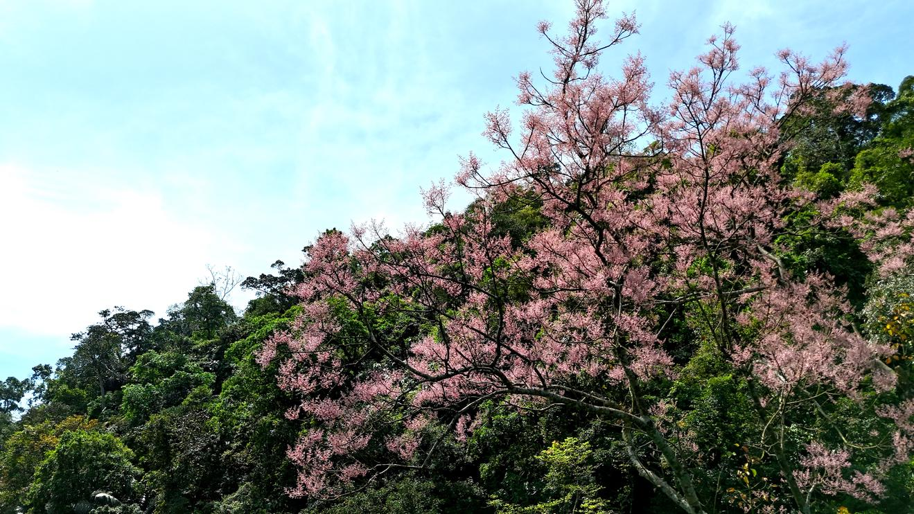 Phát hiện loài cây 