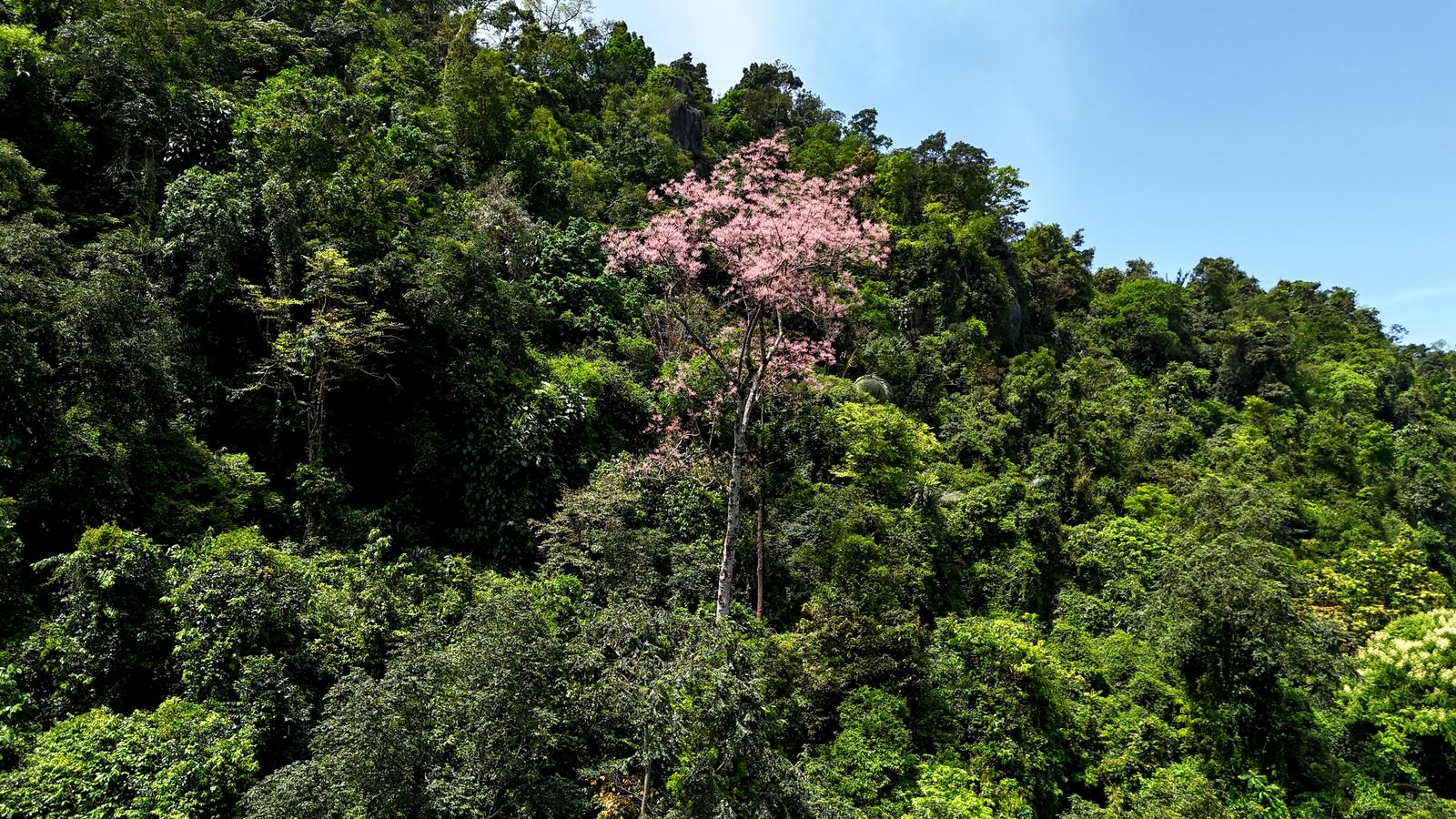 Phát hiện loài cây 