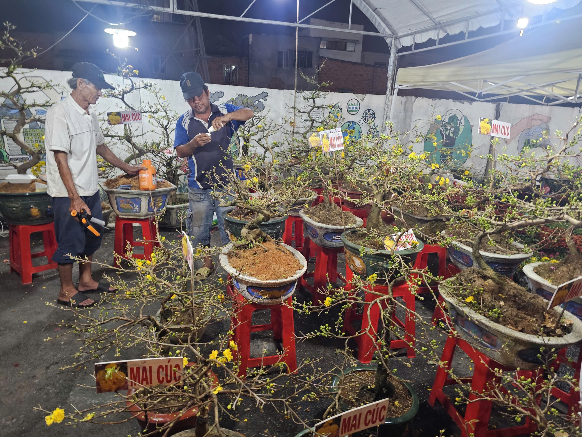 Thị trường hoa Tết 2026: Những lọai hoa đang “ cháy hàng ” và giá cả hấp dẫn - Ảnh 5.