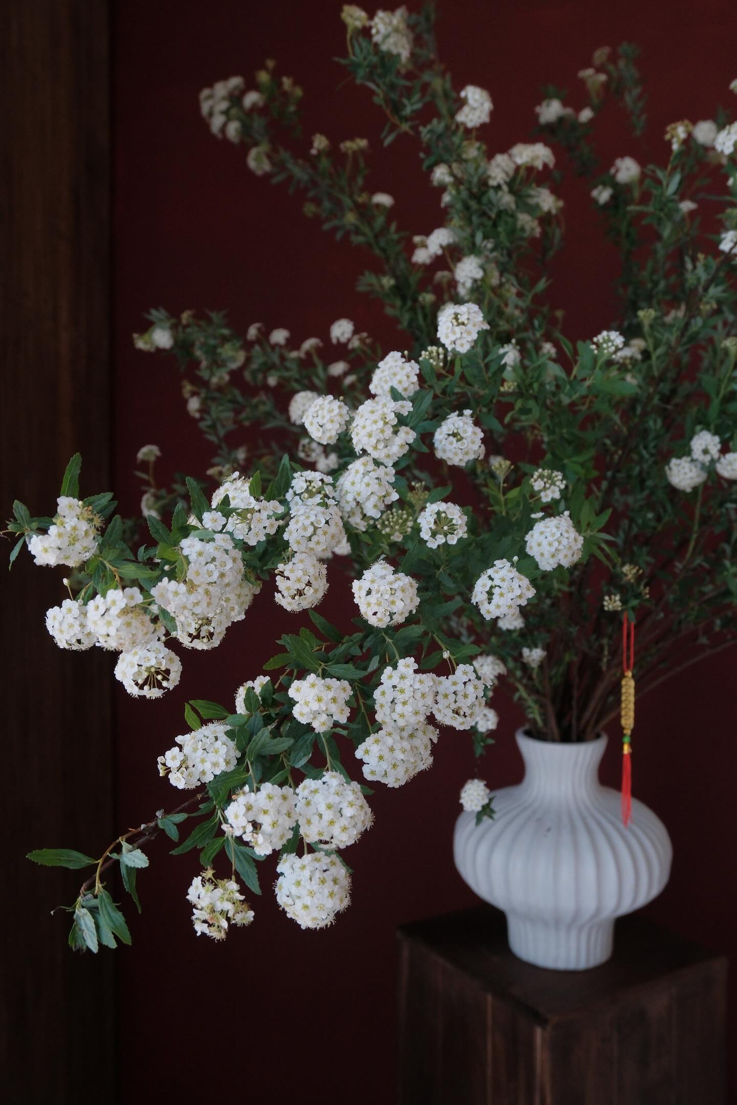 Dân sành chơi mê tít loài hoa nở rộ như thác nước mùa xuân, vừa đẹp tinh khôi vừa được tin là mang may mắn - Ảnh 3.