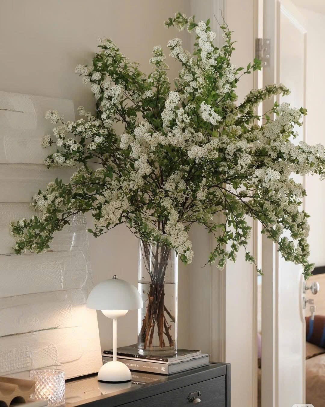 Dân sành chơi mê tít loài hoa nở rộ như thác nước mùa xuân, vừa đẹp tinh khôi vừa được tin là mang may mắn - Ảnh 4.