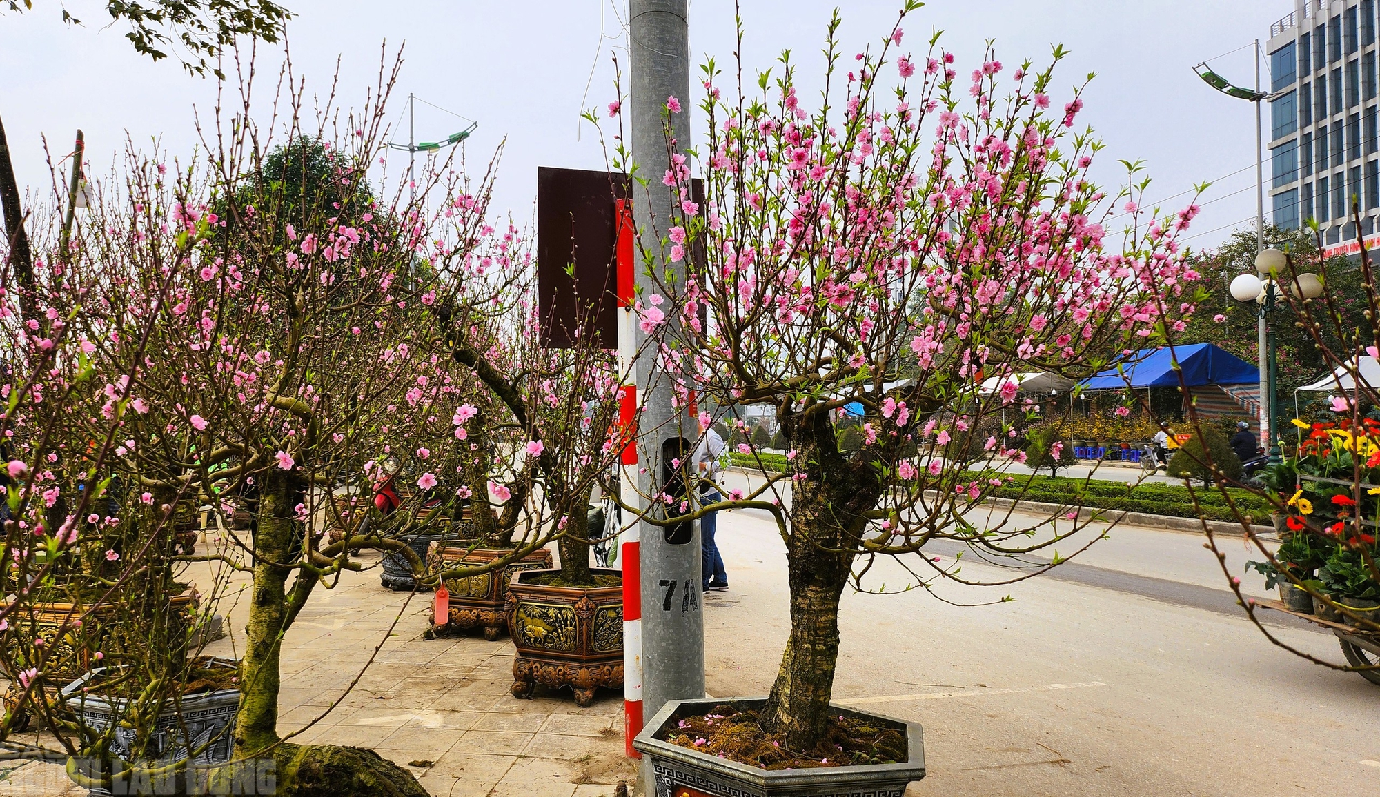 Đào nở thắm phố phường, tiểu thương méo mặt chặt bỏ - Ảnh 2.