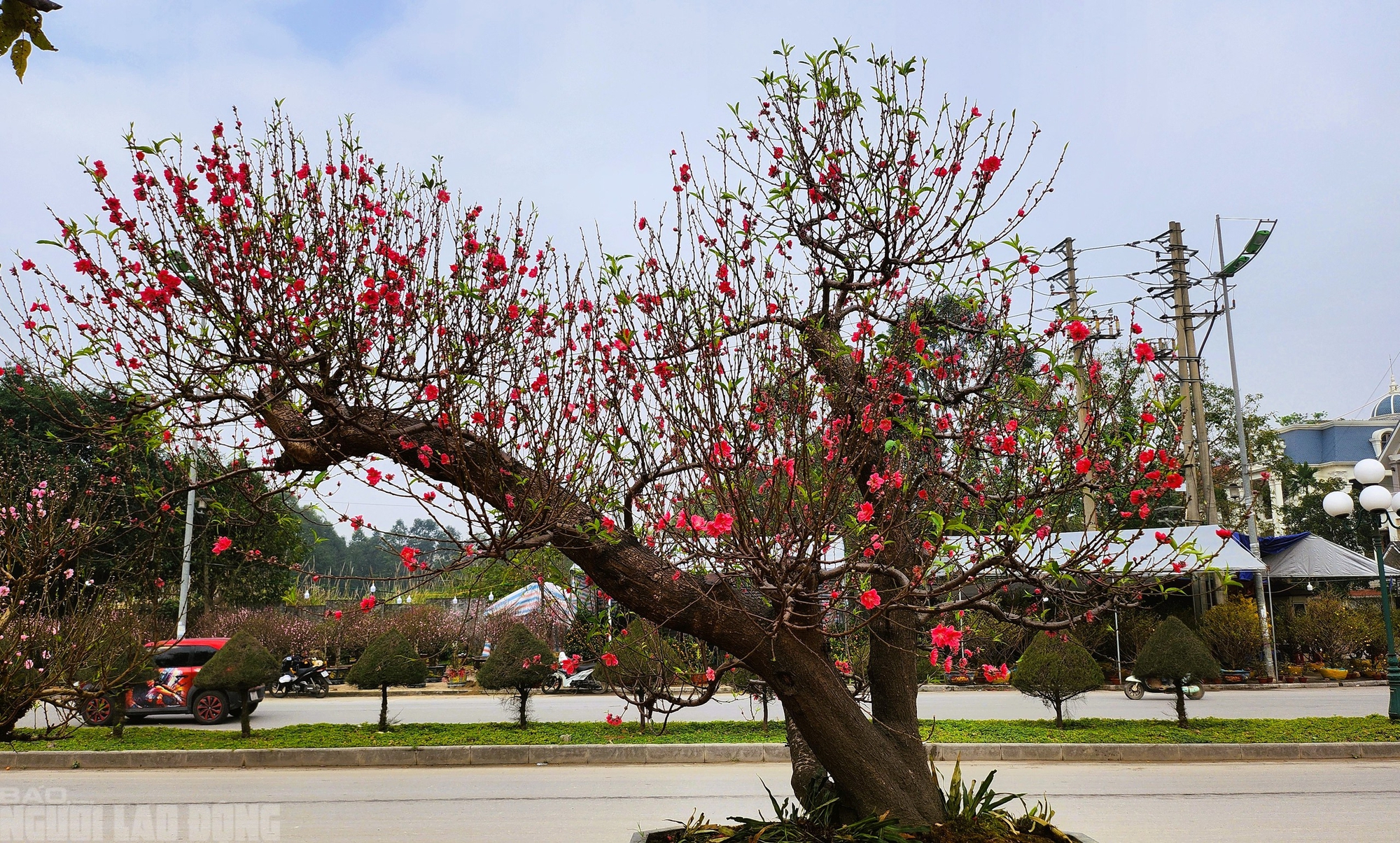 Đào nở thắm phố phường, tiểu thương méo mặt chặt bỏ - Ảnh 8.