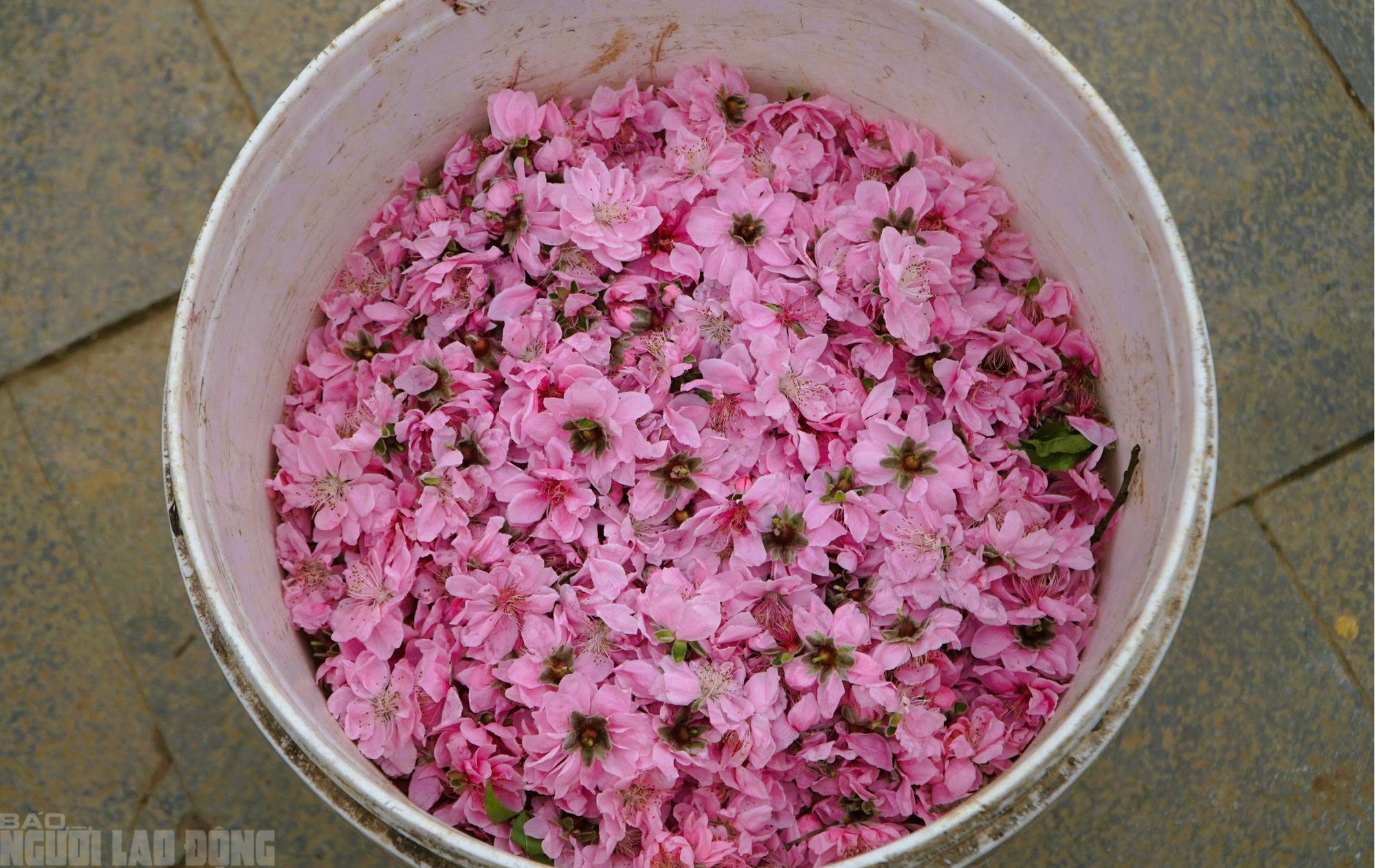 Đào nở thắm phố phường, tiểu thương méo mặt chặt bỏ - Ảnh 15.