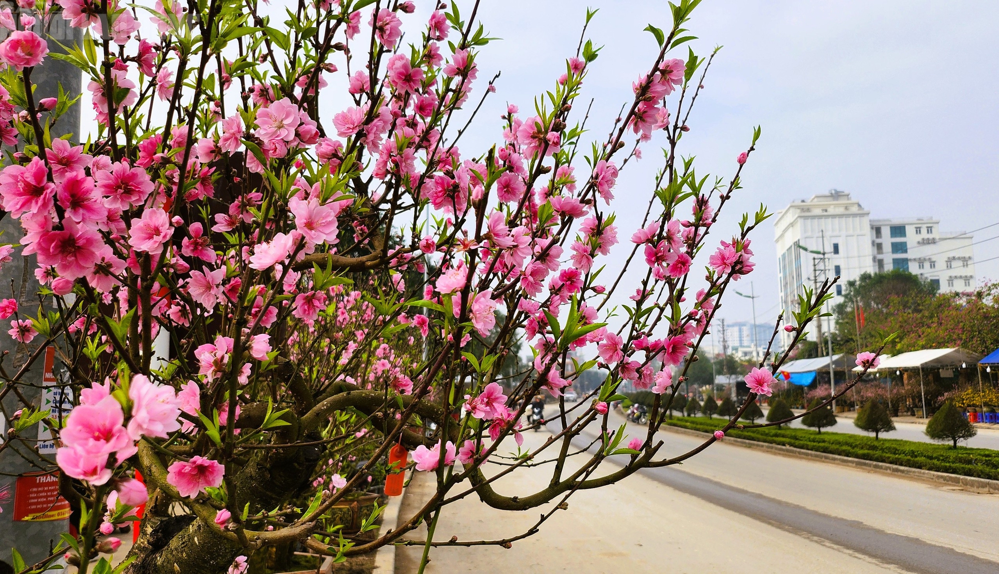 Đào nở thắm phố phường, tiểu thương méo mặt chặt bỏ - Ảnh 3.