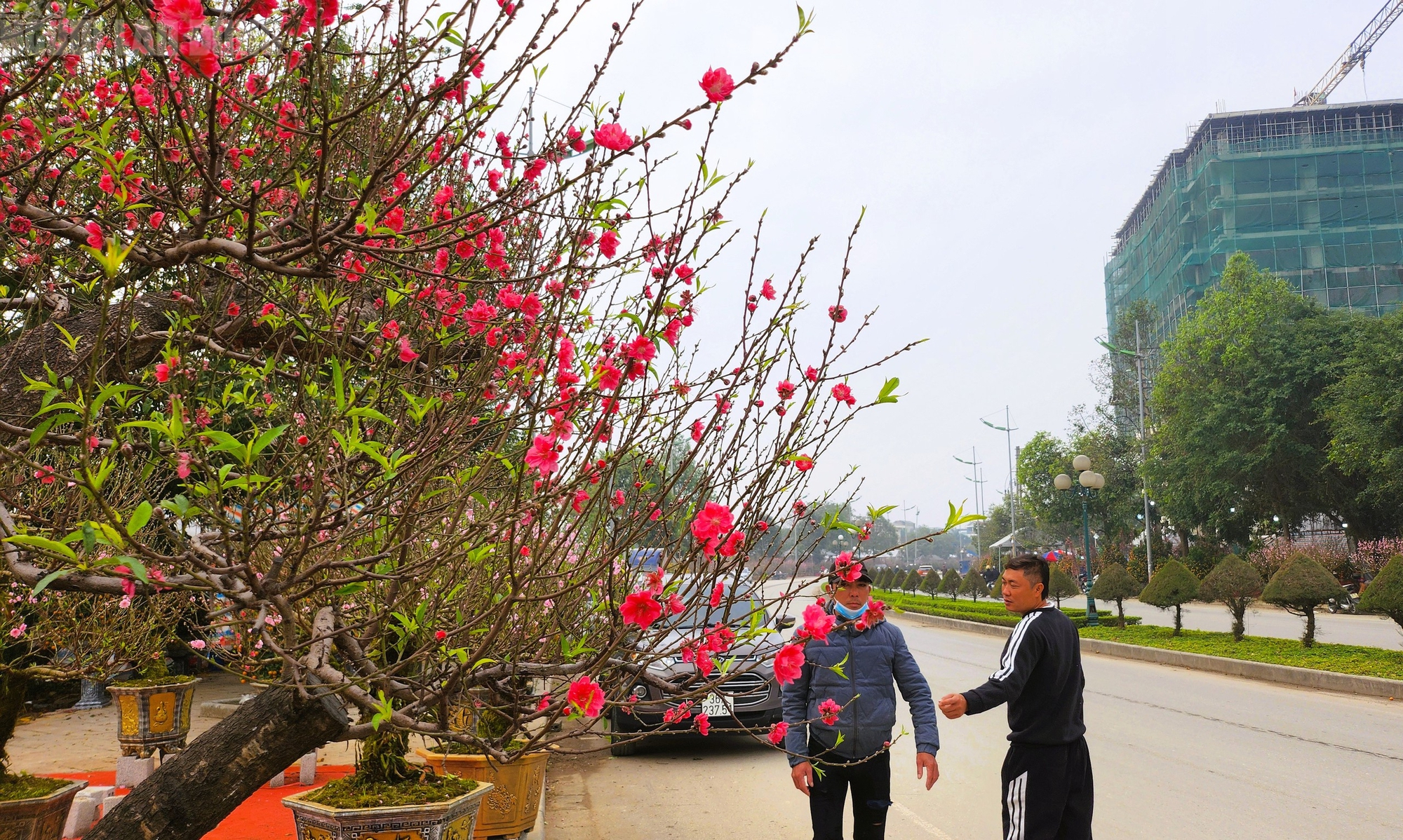 Đào nở thắm phố phường, tiểu thương méo mặt chặt bỏ - Ảnh 4.