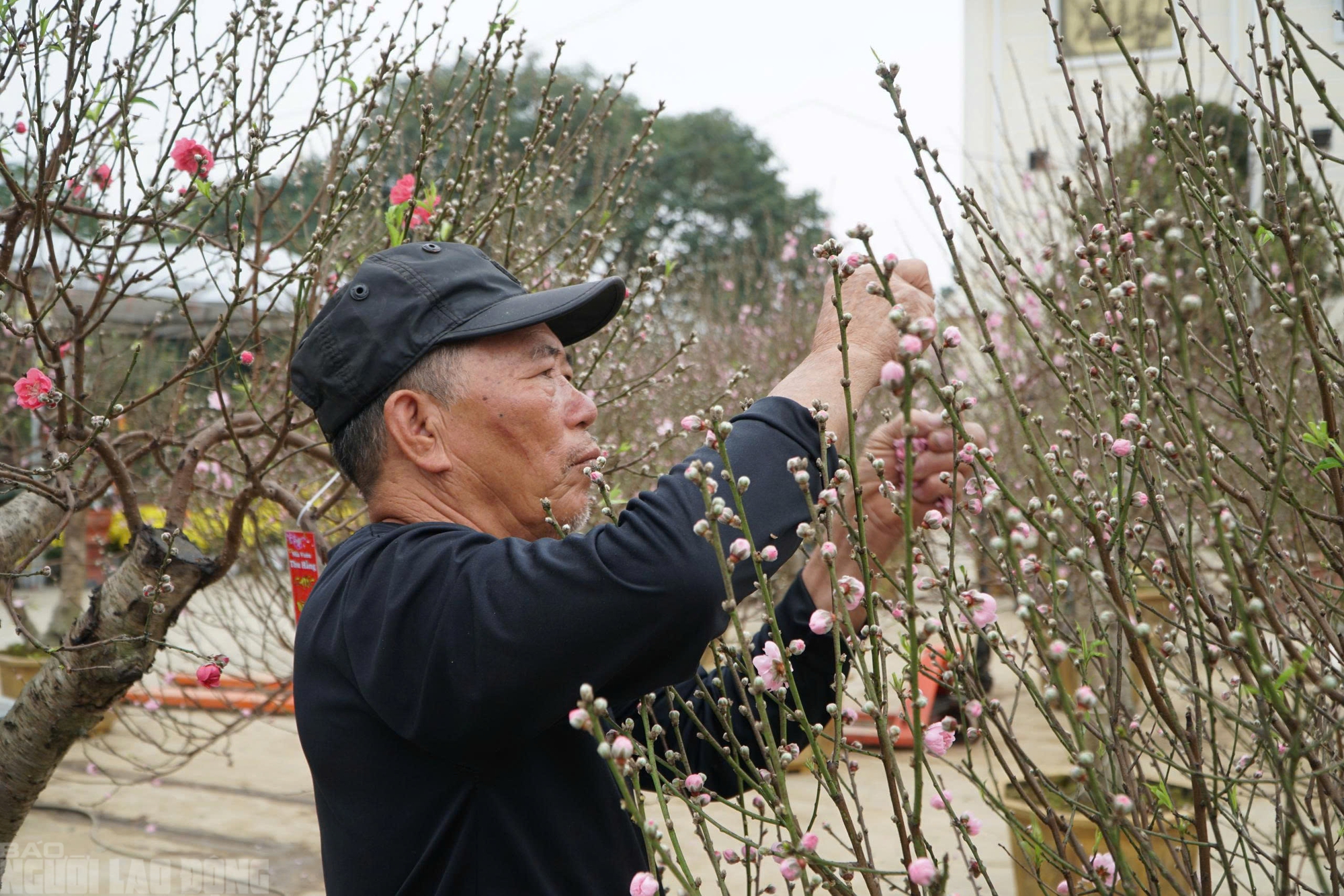 Đào nở thắm phố phường, tiểu thương méo mặt chặt bỏ - Ảnh 12.