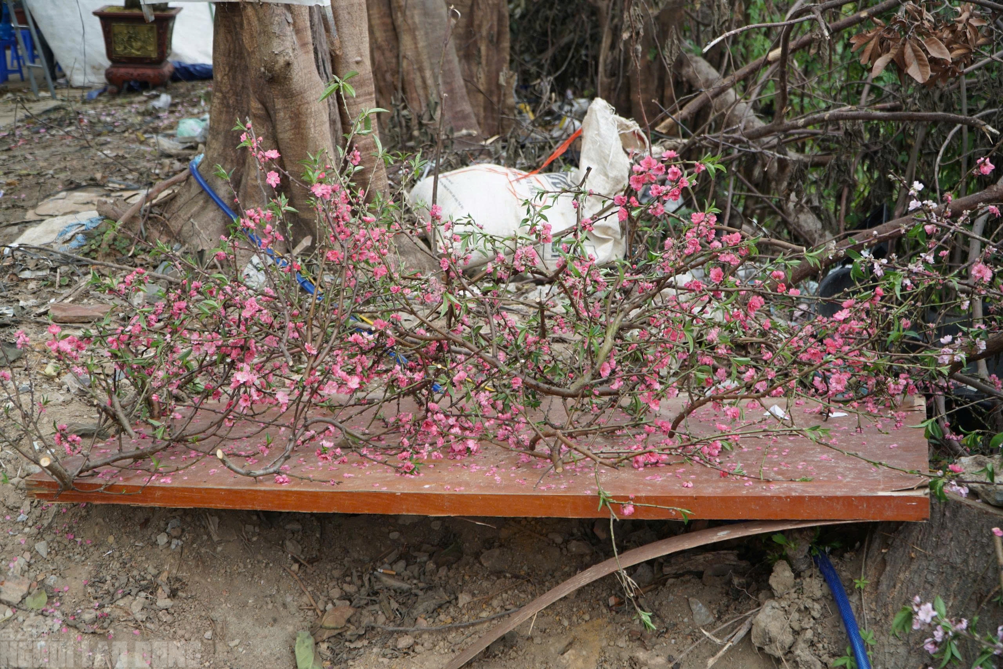 Đào nở thắm phố phường, tiểu thương méo mặt chặt bỏ - Ảnh 13.