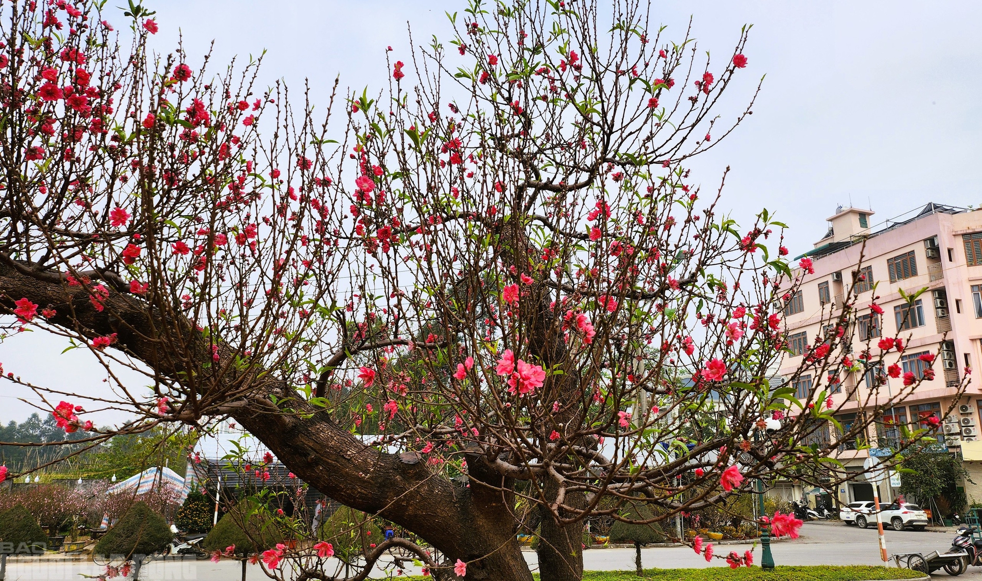 Đào nở thắm phố phường, tiểu thương đành phải chặt bỏ cây không kịp vào Tết - Ảnh 16.