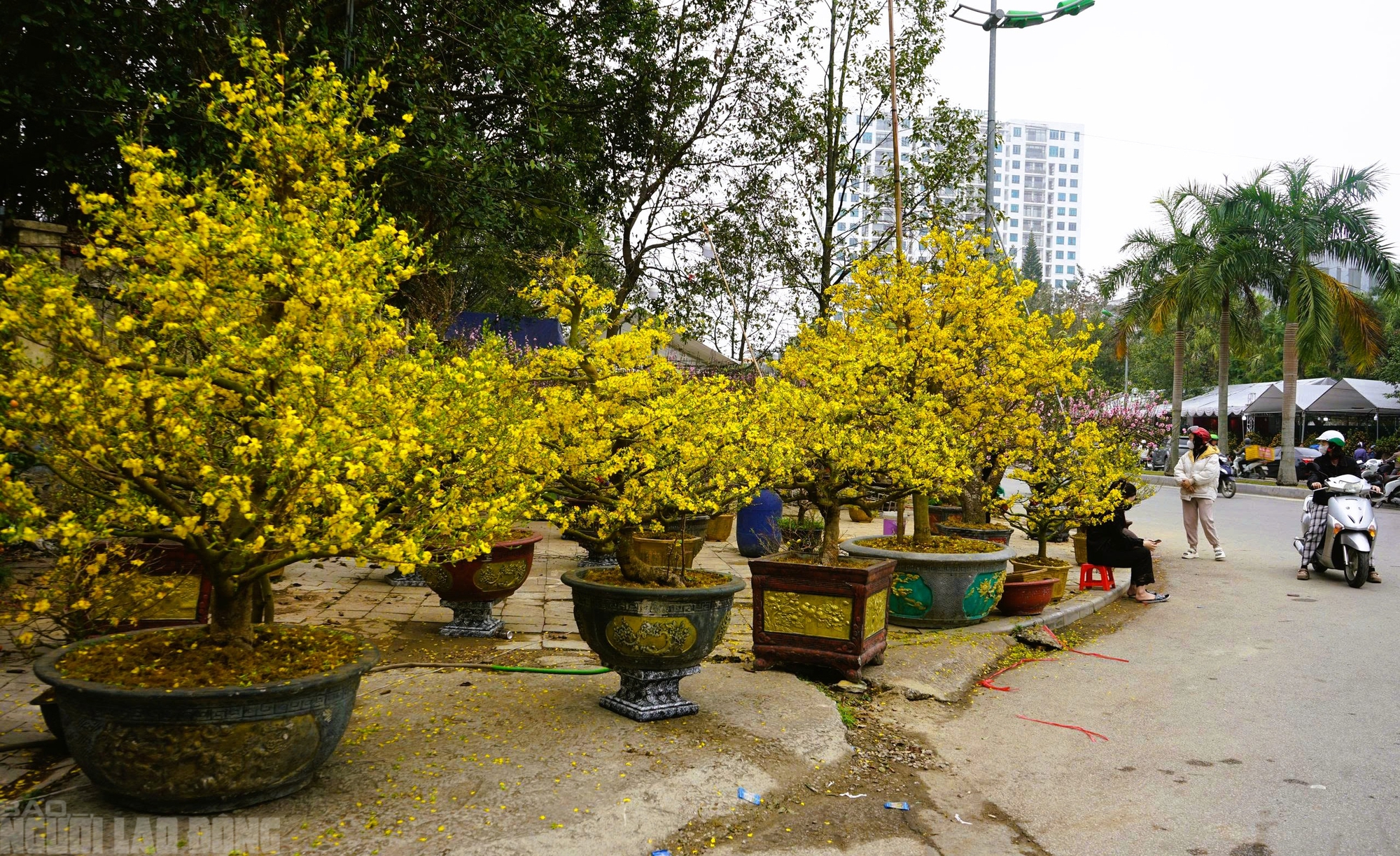 Đào nở thắm phố phường, tiểu thương đành phải chặt bỏ cây không kịp vào Tết - Ảnh 17.