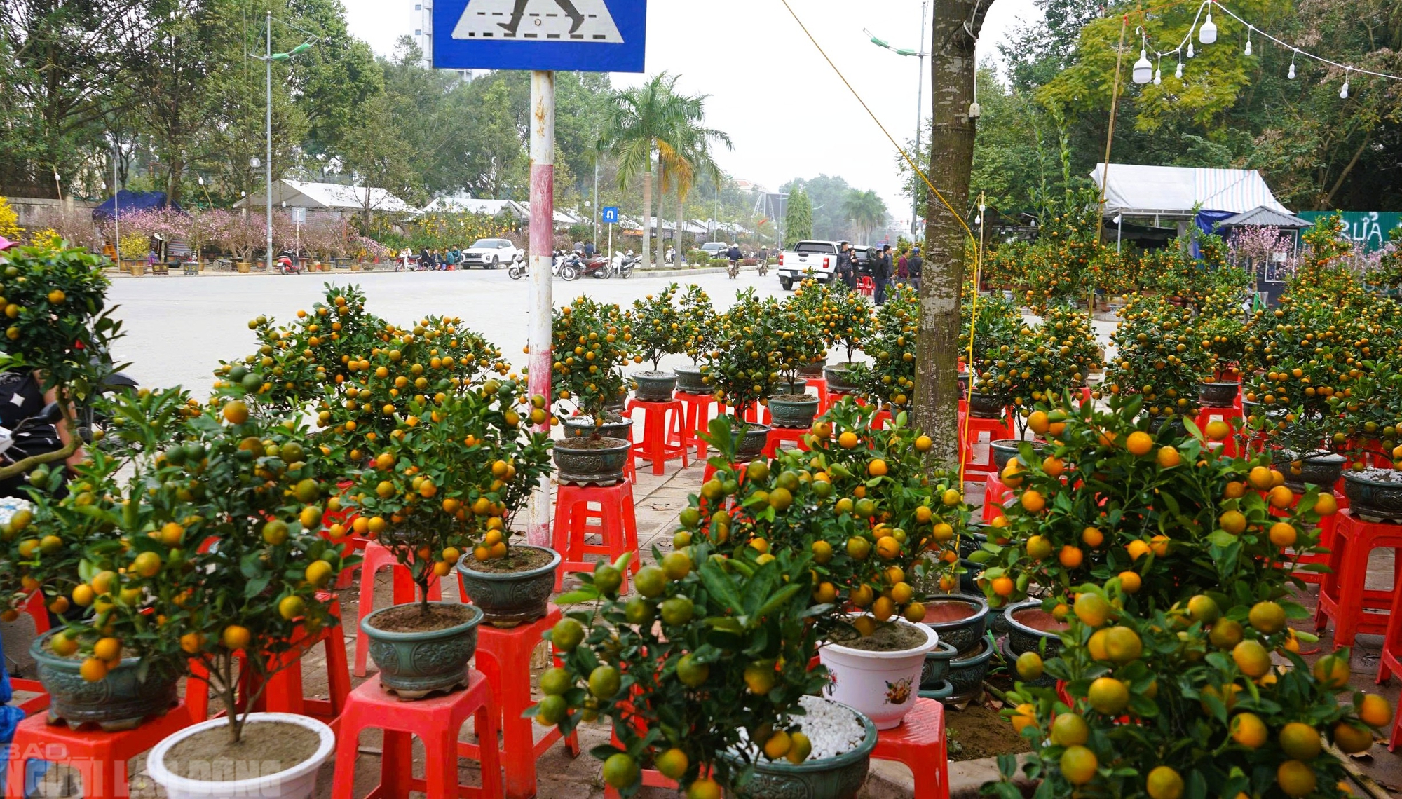 Đào nở thắm phố phường, tiểu thương đành phải chặt bỏ cây không kịp vào Tết - Ảnh 18.