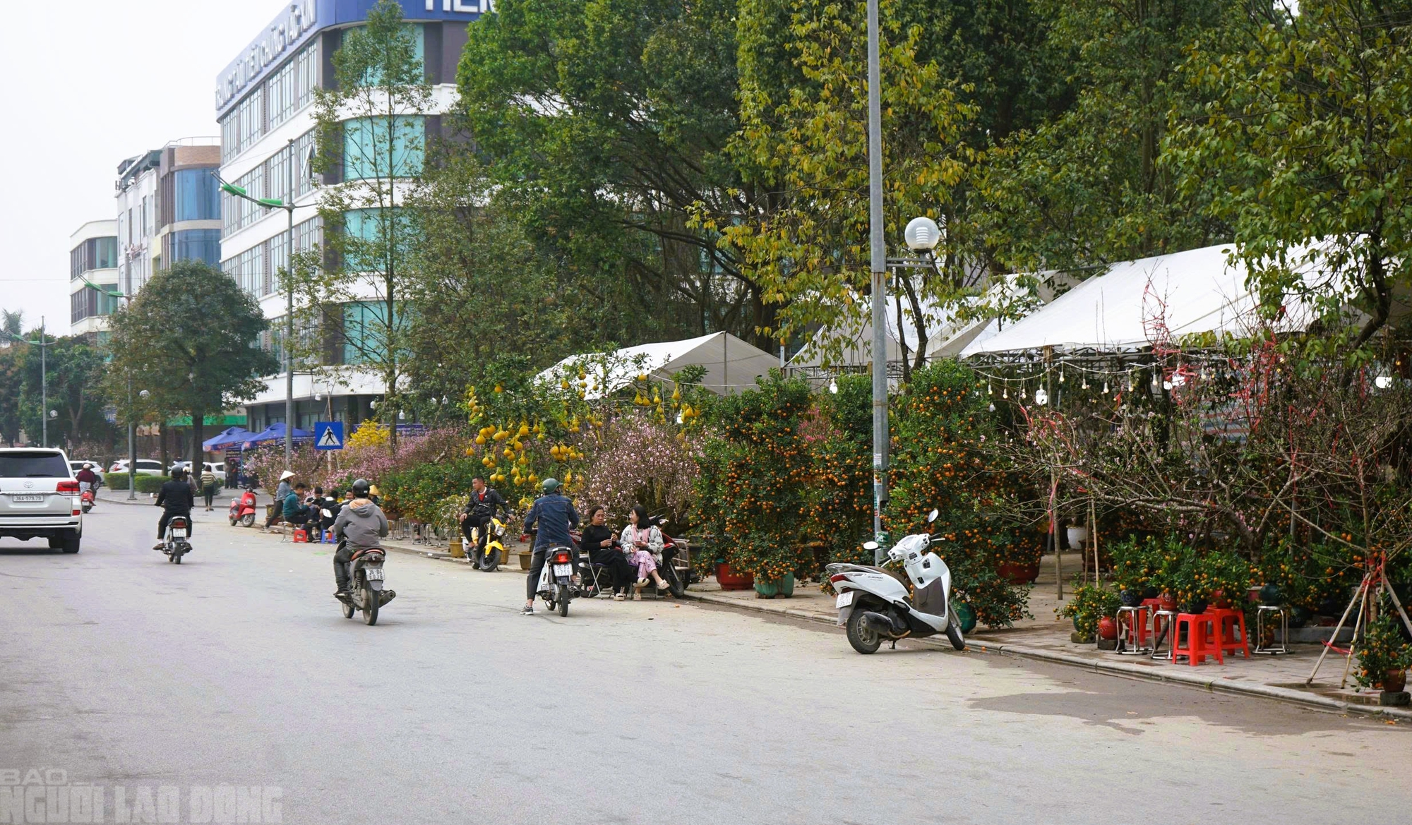 Đào nở thắm phố phường, tiểu thương đành phải chặt bỏ cây không kịp vào Tết - Ảnh 19.