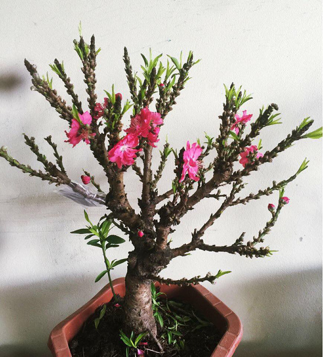 Việt Nam có "vua đào Tết" cực quý hiếm: Không phải đào huyền, đào chuông, được ví như sản vật tiến Vua - Ảnh 1.