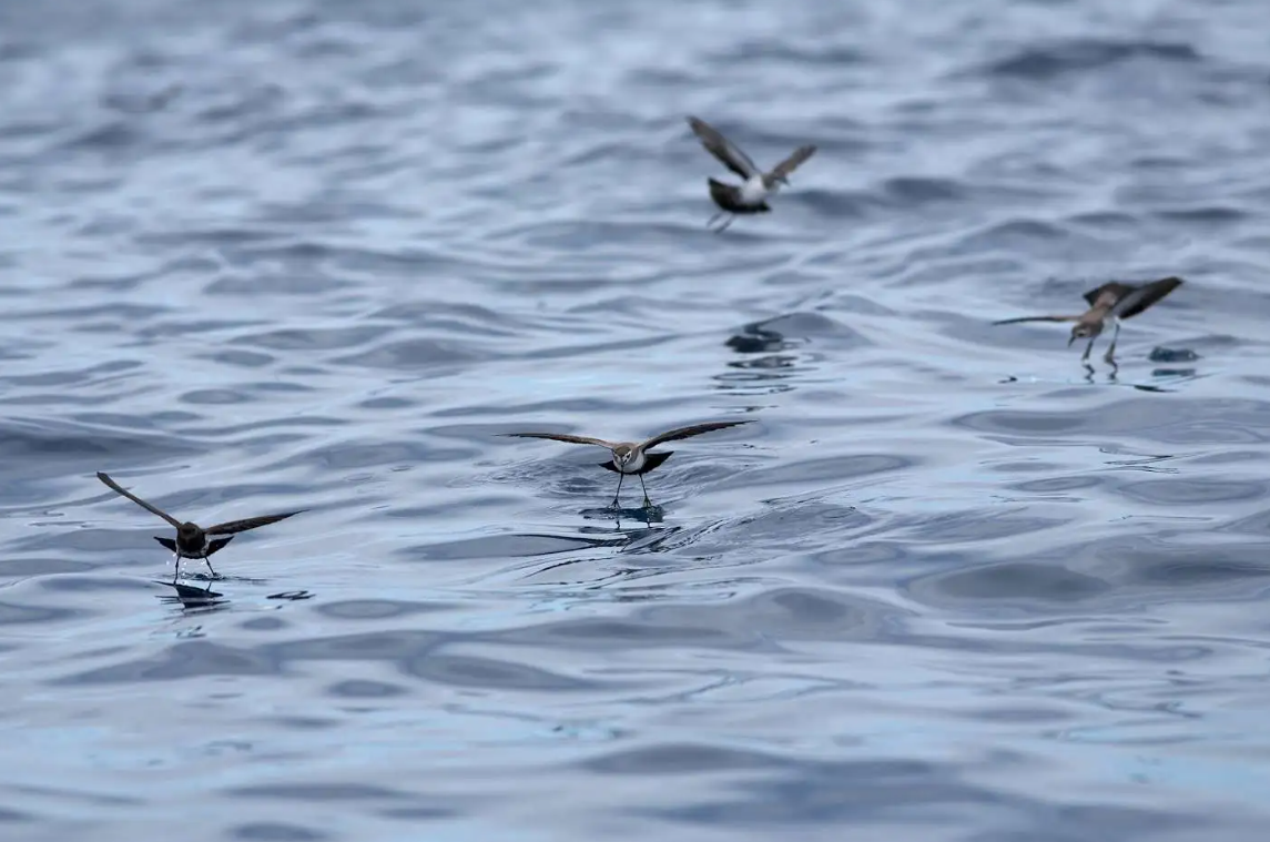 Sau hơn 100 năm bị coi là tuyệt chủng, loài vật này bất ngờ lộ diện qua một quả trứng nhỏ - Ảnh 3.