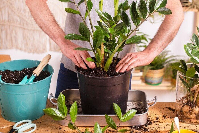 3 loại cây nên trồng trước cửa nhà vào năm mới: Vừa “hút” tài lộc, vừa đẹp sang, may mắn - Ảnh 1.