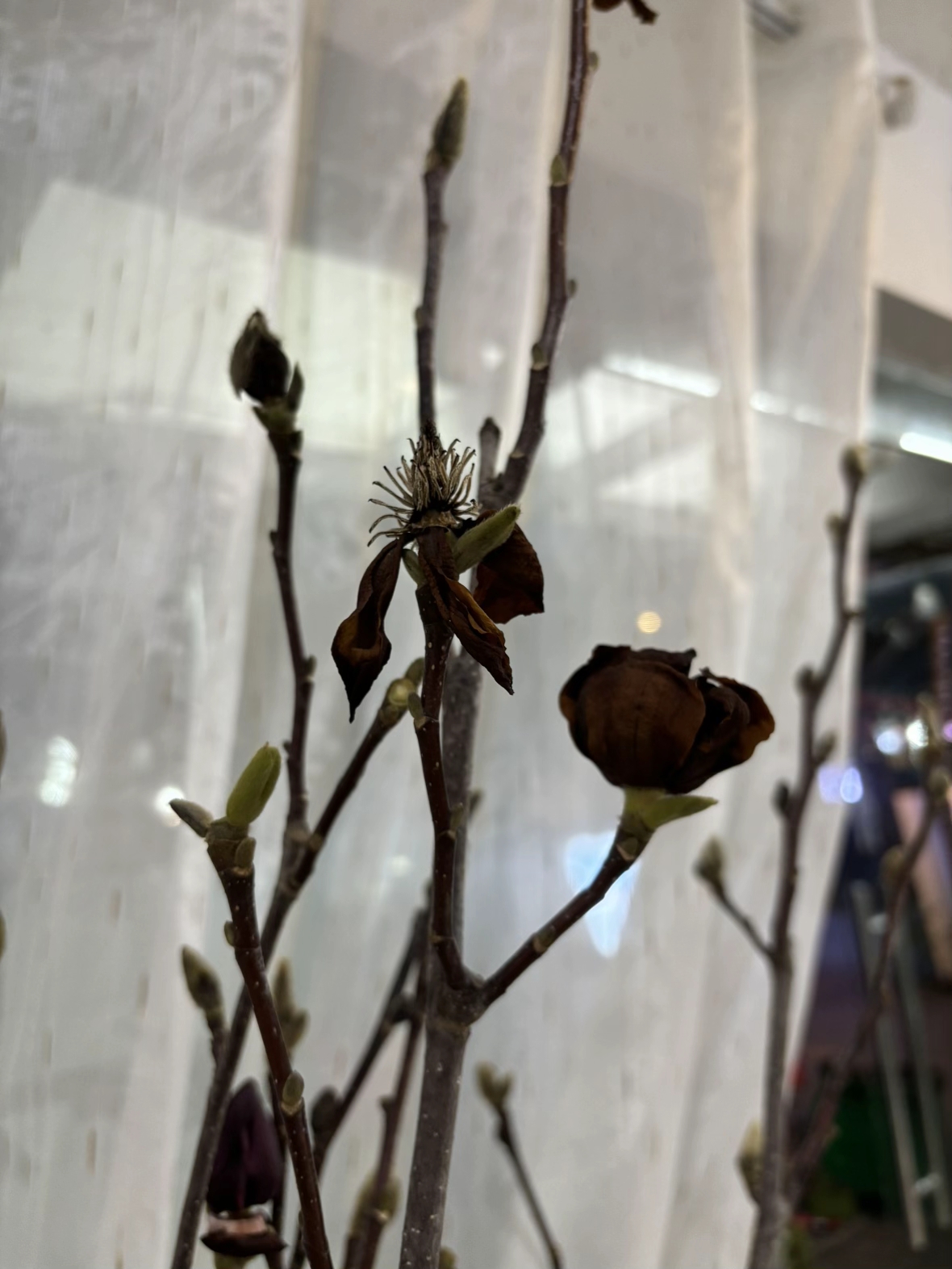 Cái kết "tàn canh gió lạnh" của dân chơi mộc lan Tết - Ảnh 19.