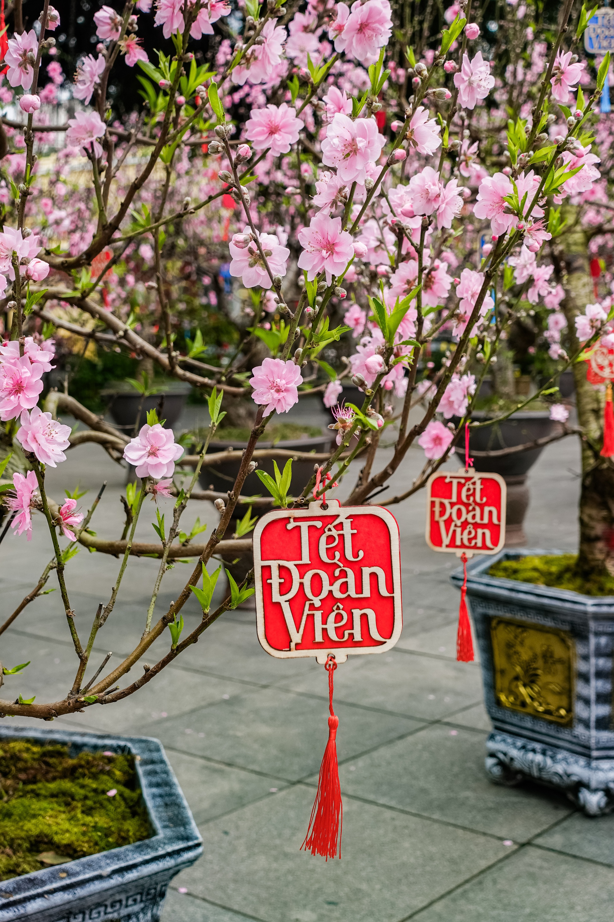 Khách Tây ngỡ ngàng trước vườn đào lớn chưa từng có nằm ngay giữa trung tâm Hà Nội- Ảnh 11.