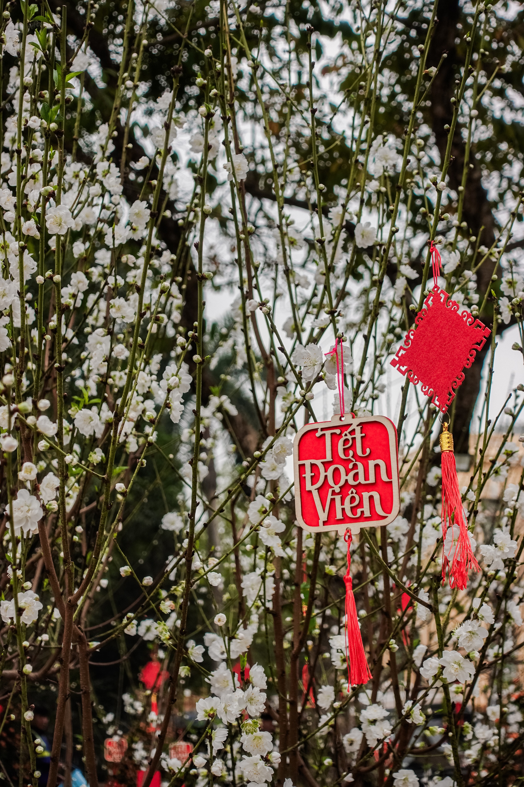 Khách Tây ngỡ ngàng trước vườn đào lớn chưa từng có nằm ngay giữa trung tâm Hà Nội- Ảnh 13.