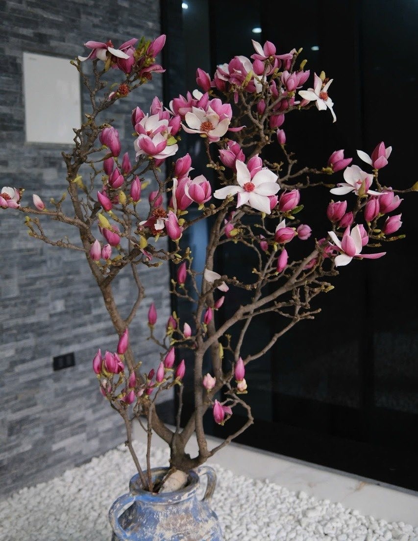 Cái kết "tàn canh gió lạnh" của dân chơi mộc lan Tết - Ảnh 4.