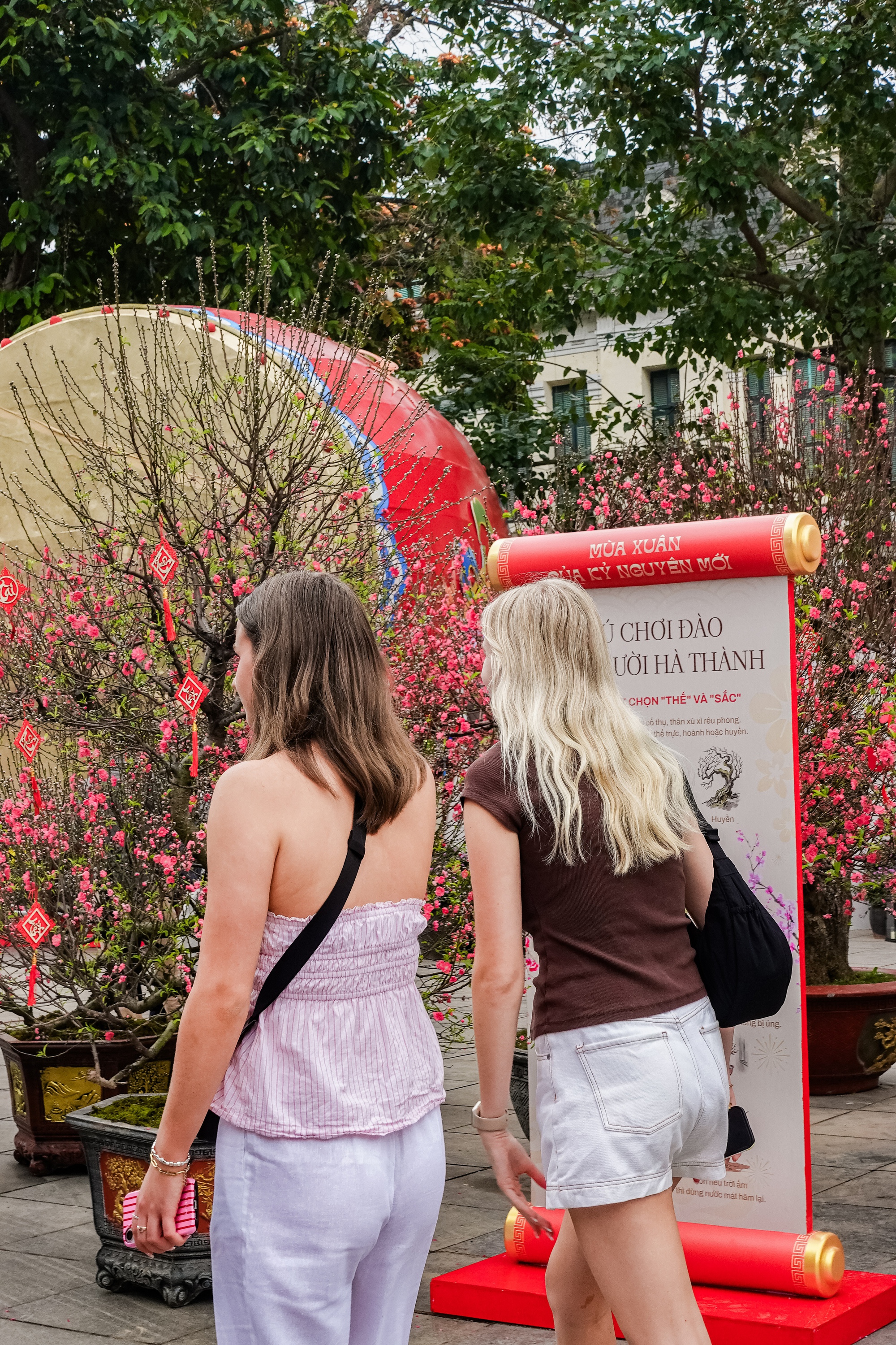 Khách Tây ngỡ ngàng trước vườn đào lớn chưa từng có nằm ngay giữa trung tâm Hà Nội- Ảnh 4.