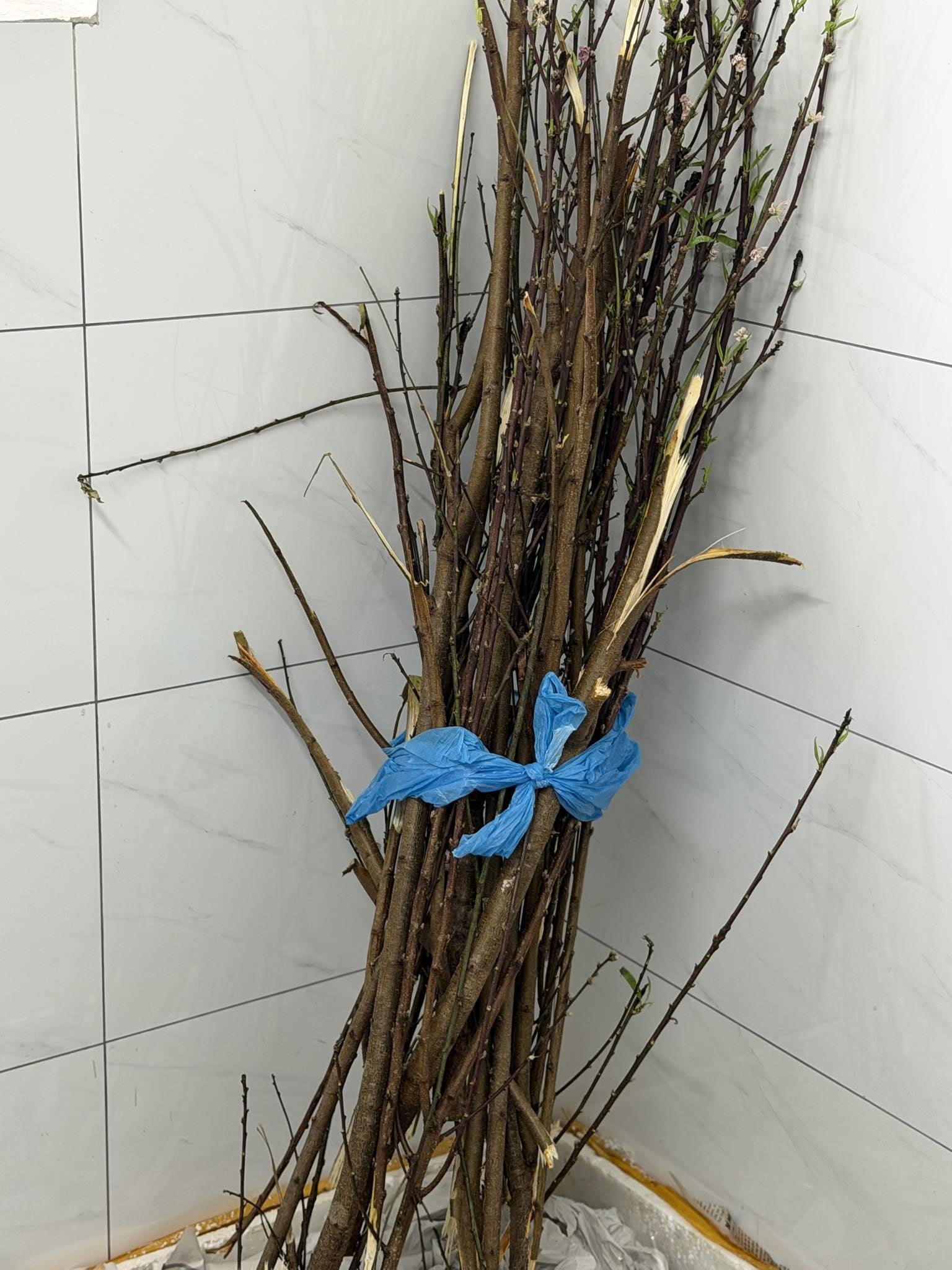 Miền Bắc lúc này: Đào chưa kịp Tết đã bung hết hoa, cả cõi mạng xin nhau tips “hoãn lại cái sự xinh đẹp ấy”- Ảnh 3.