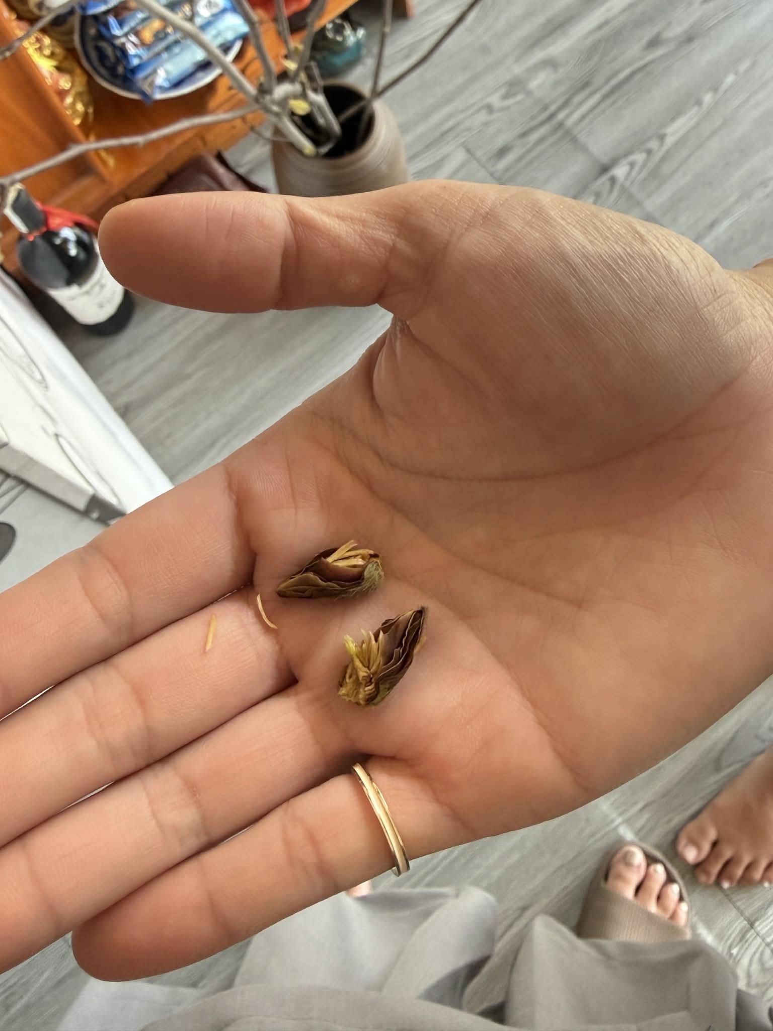 Cái kết "tàn canh gió lạnh" của dân chơi mộc lan Tết - Ảnh 17.