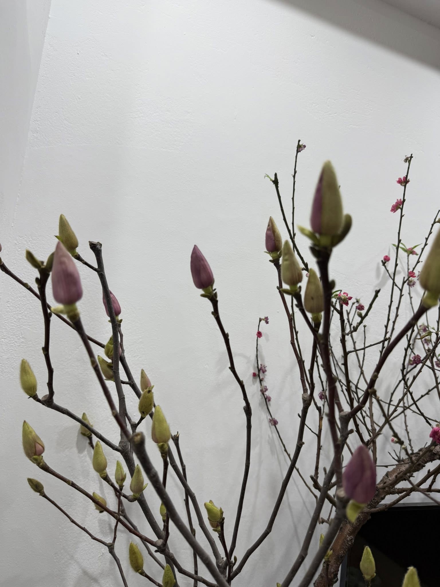 Cái kết "tàn canh gió lạnh" của dân chơi mộc lan Tết - Ảnh 5.